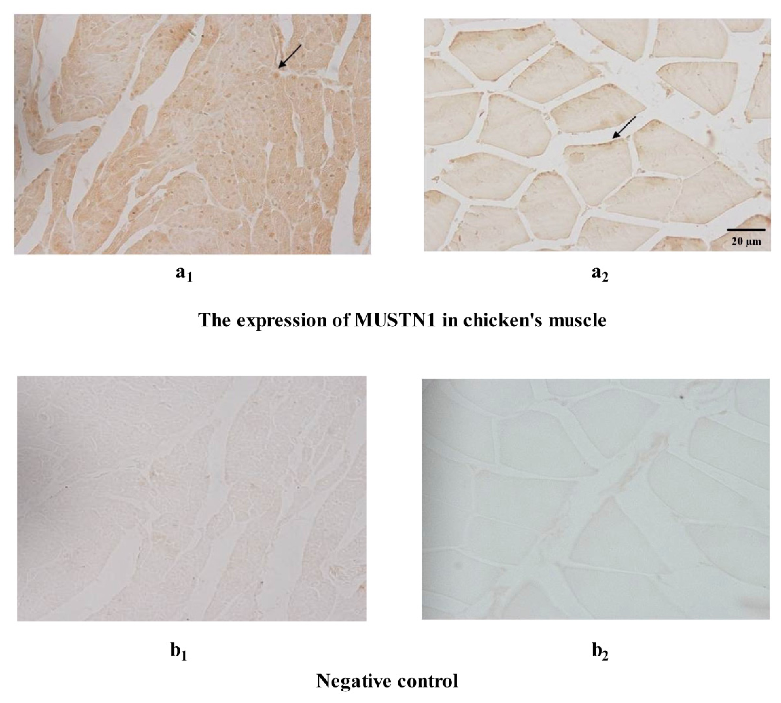 Ijms 14 05545f4a 1024