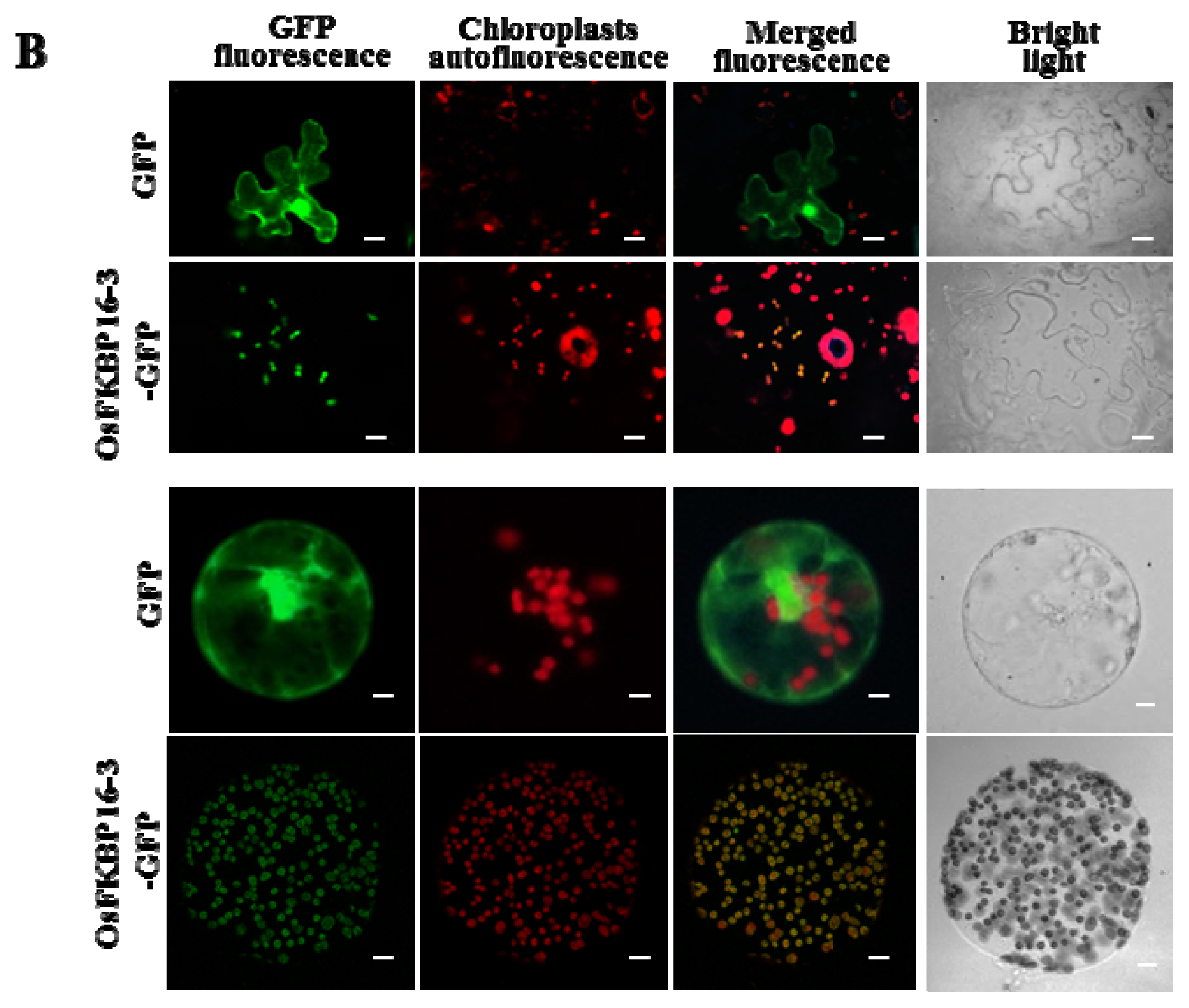 Ijms 14 05899f3b 1024