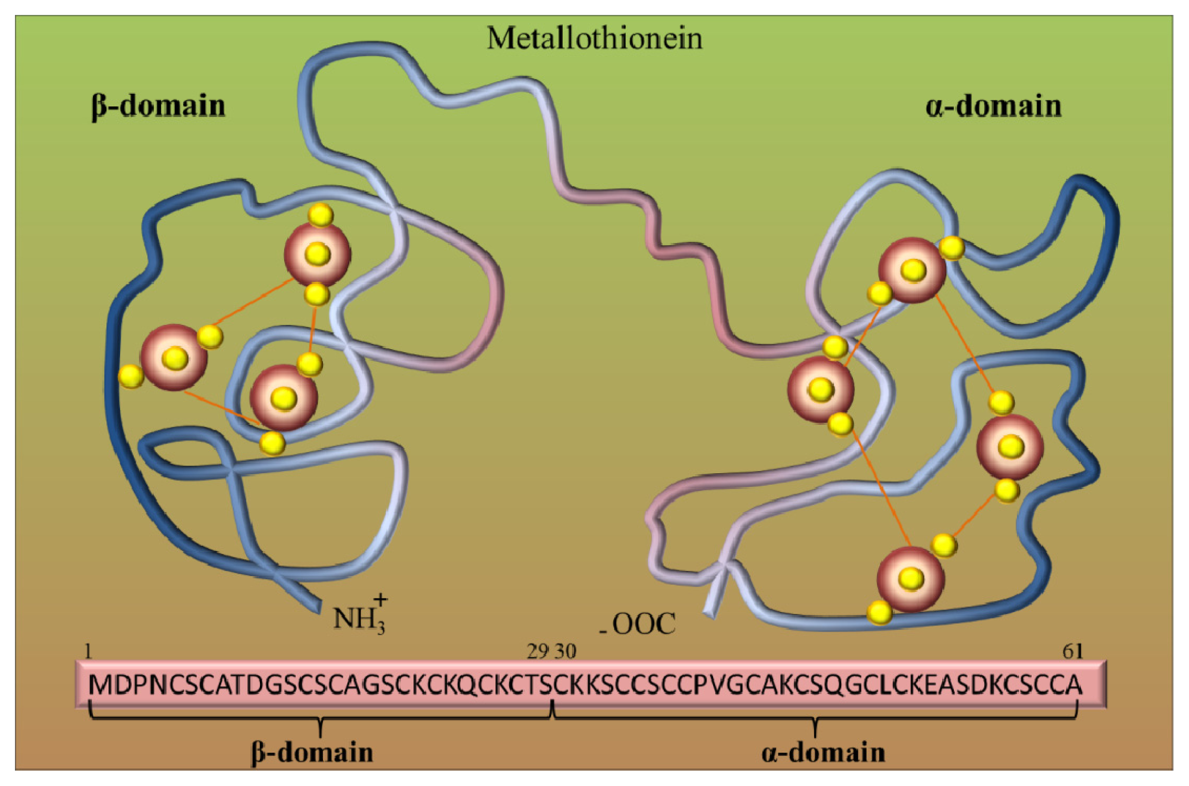 The Role of Metallothionein in Oxidative Stress