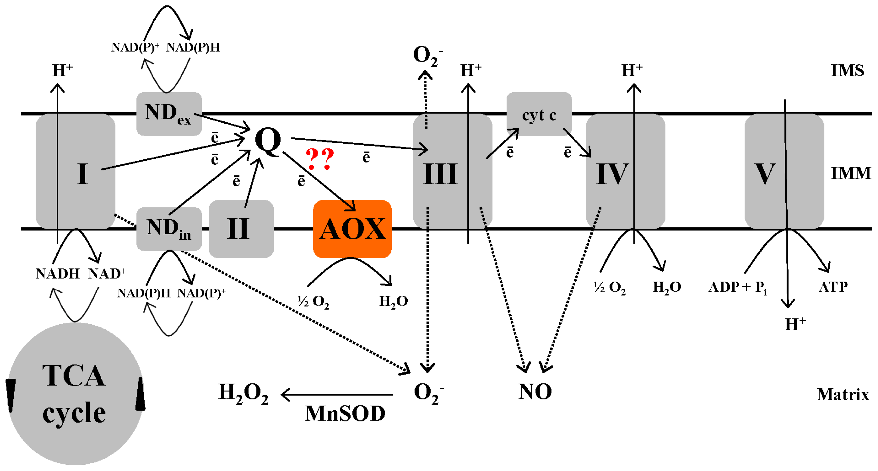 cyanide electron transport chain cyanide electron transport chain