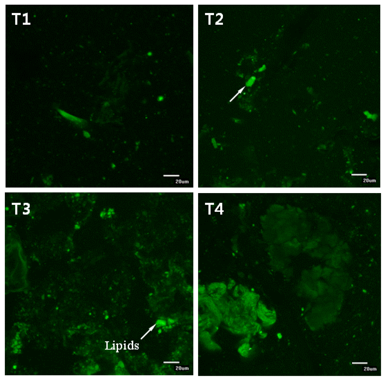 Ijms 14 06848f6 1024