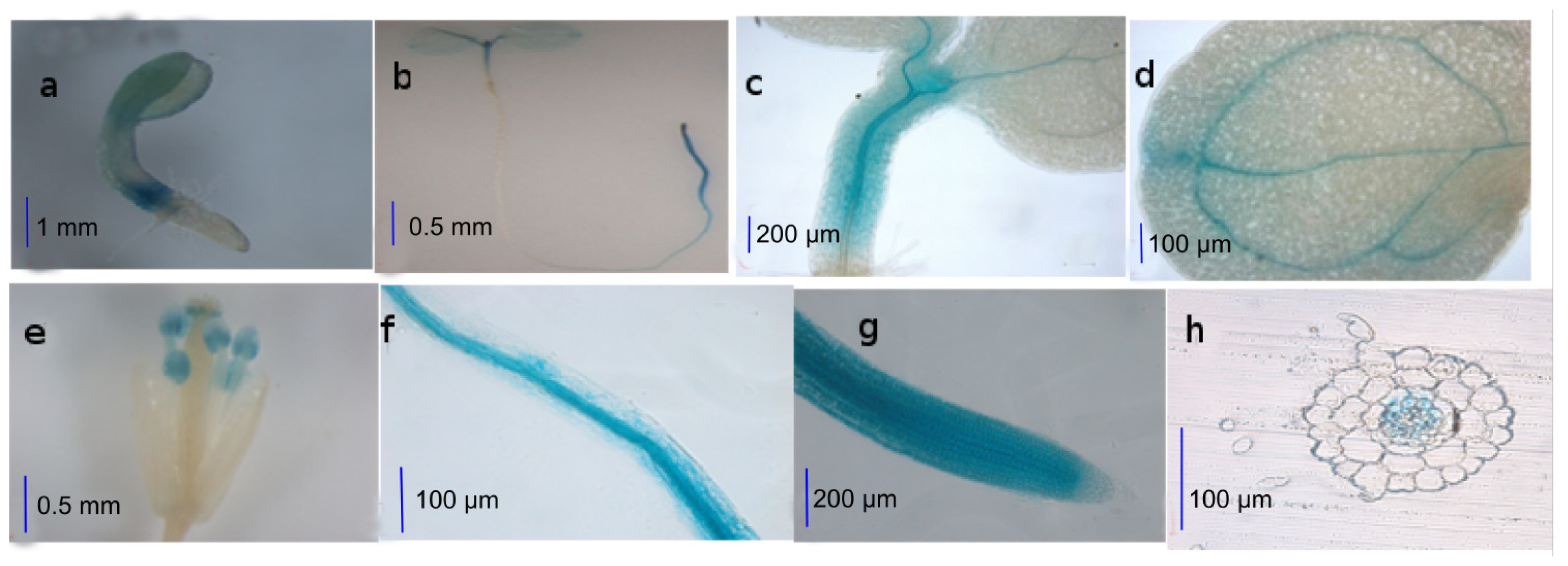 Ijms 14 07032f1 1024