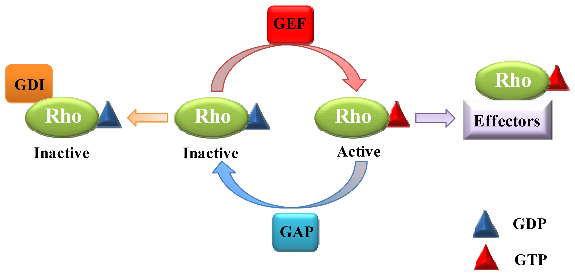 Ijms 14 07089f1 1024