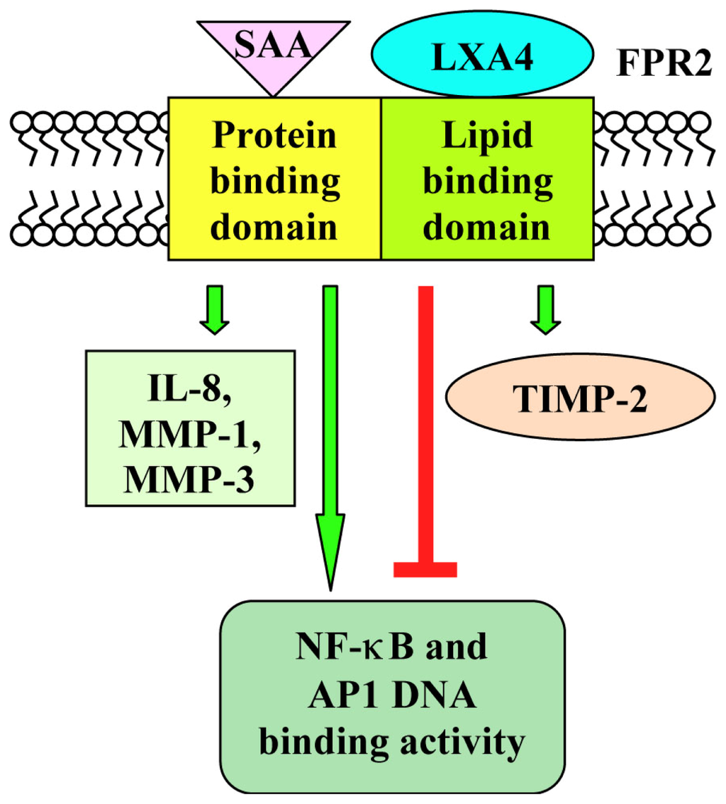 Distinct Signaling Cascades Elicited by Different Formyl