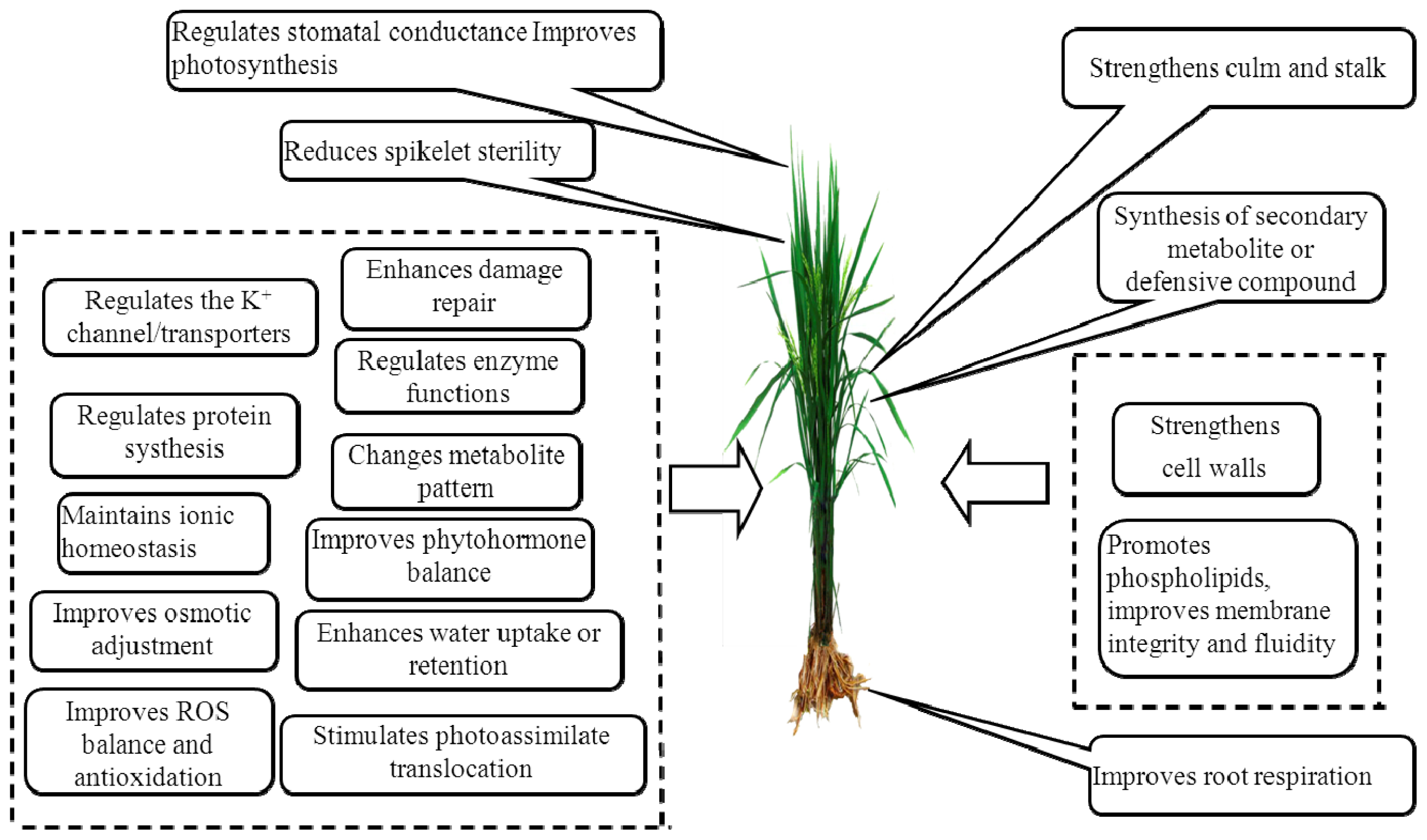 IJMS Free Full Text The Critical Role of Potassium in Plant