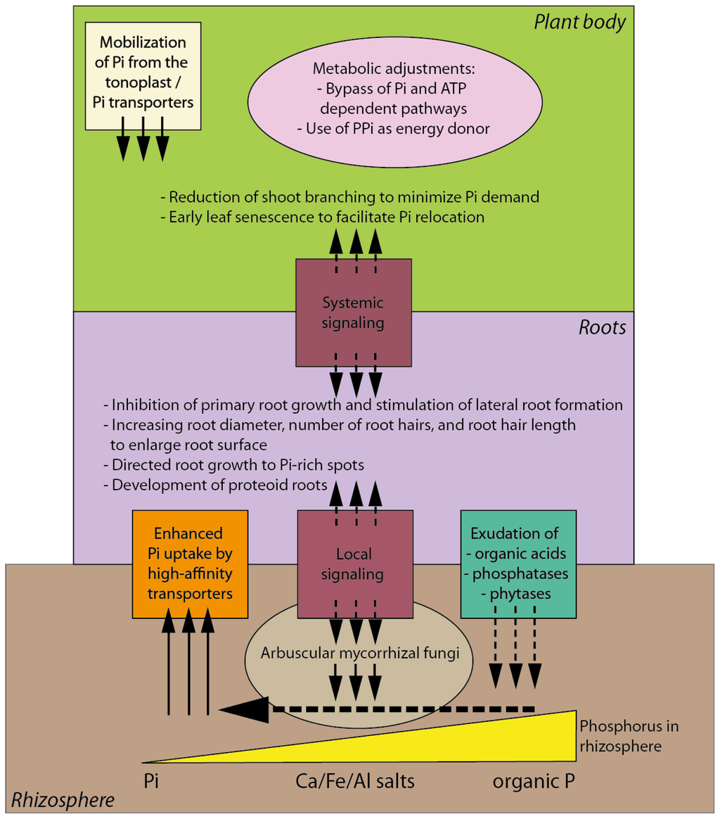 https://www.mdpi.com/ijms/ijms-14-07681/article_deploy/html/images/ijms-14-07681f1-1024.png