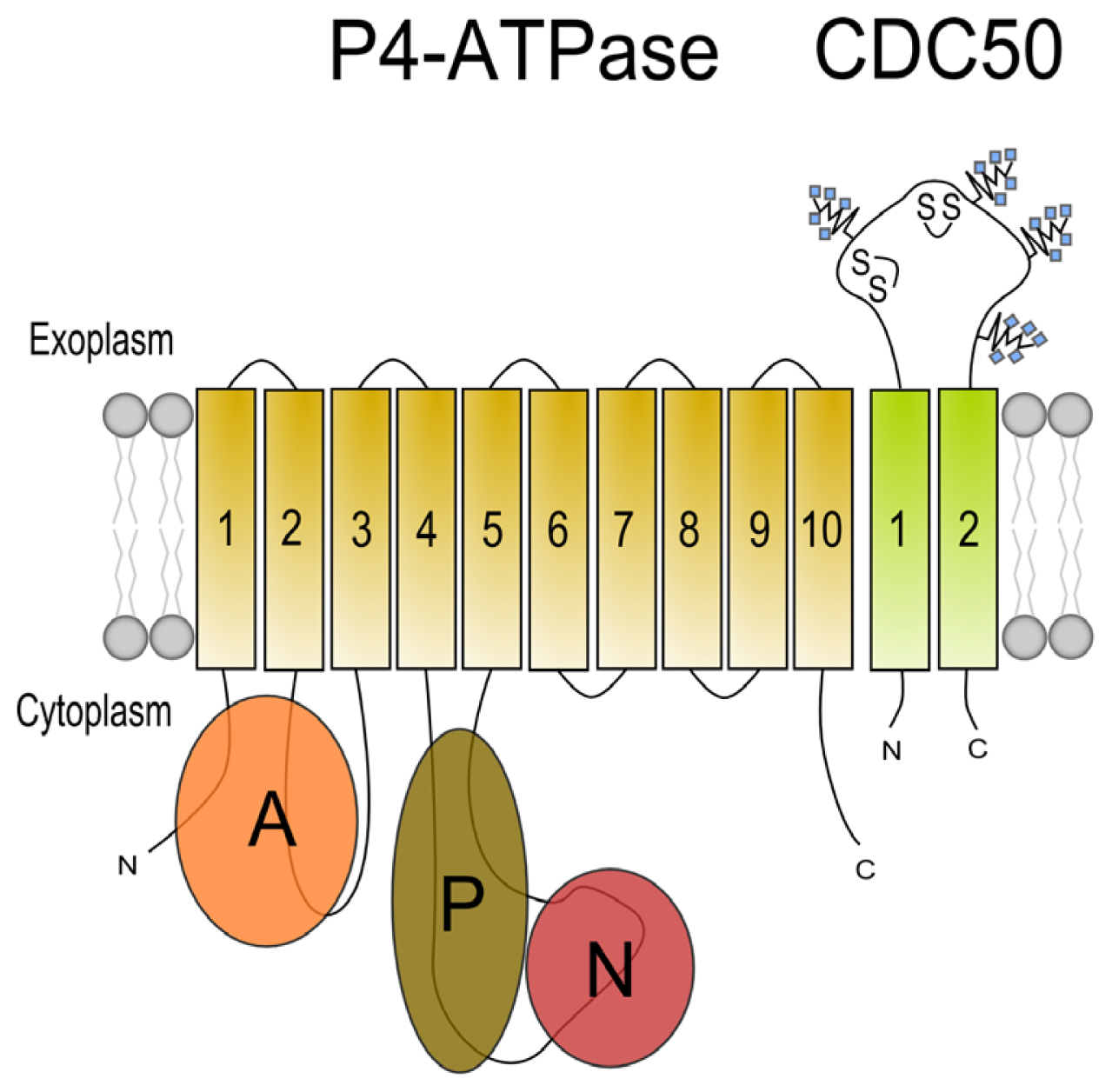 Ijms 14 07897f2 1024