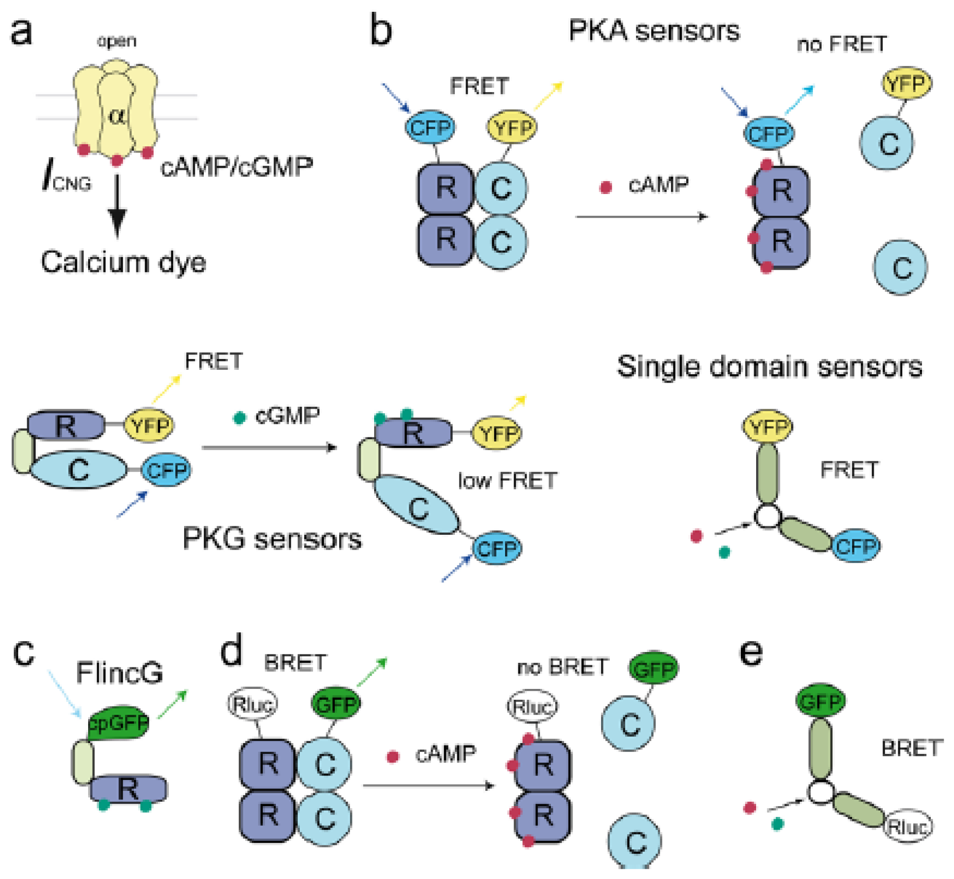 how to measure insulin secretion