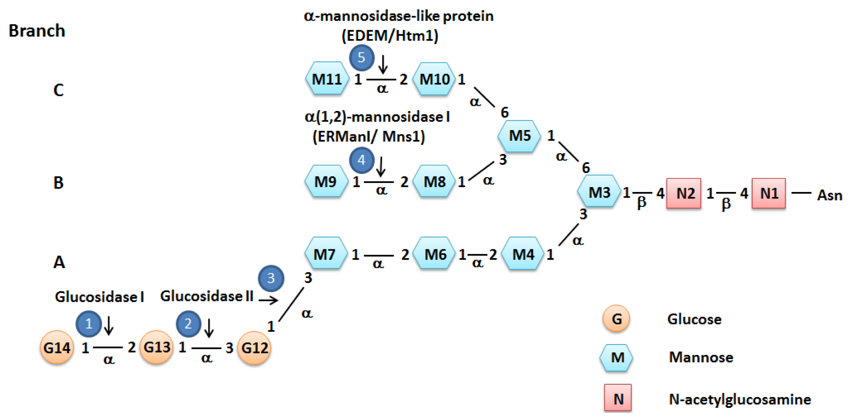 Ijms 14 08188f1 1024