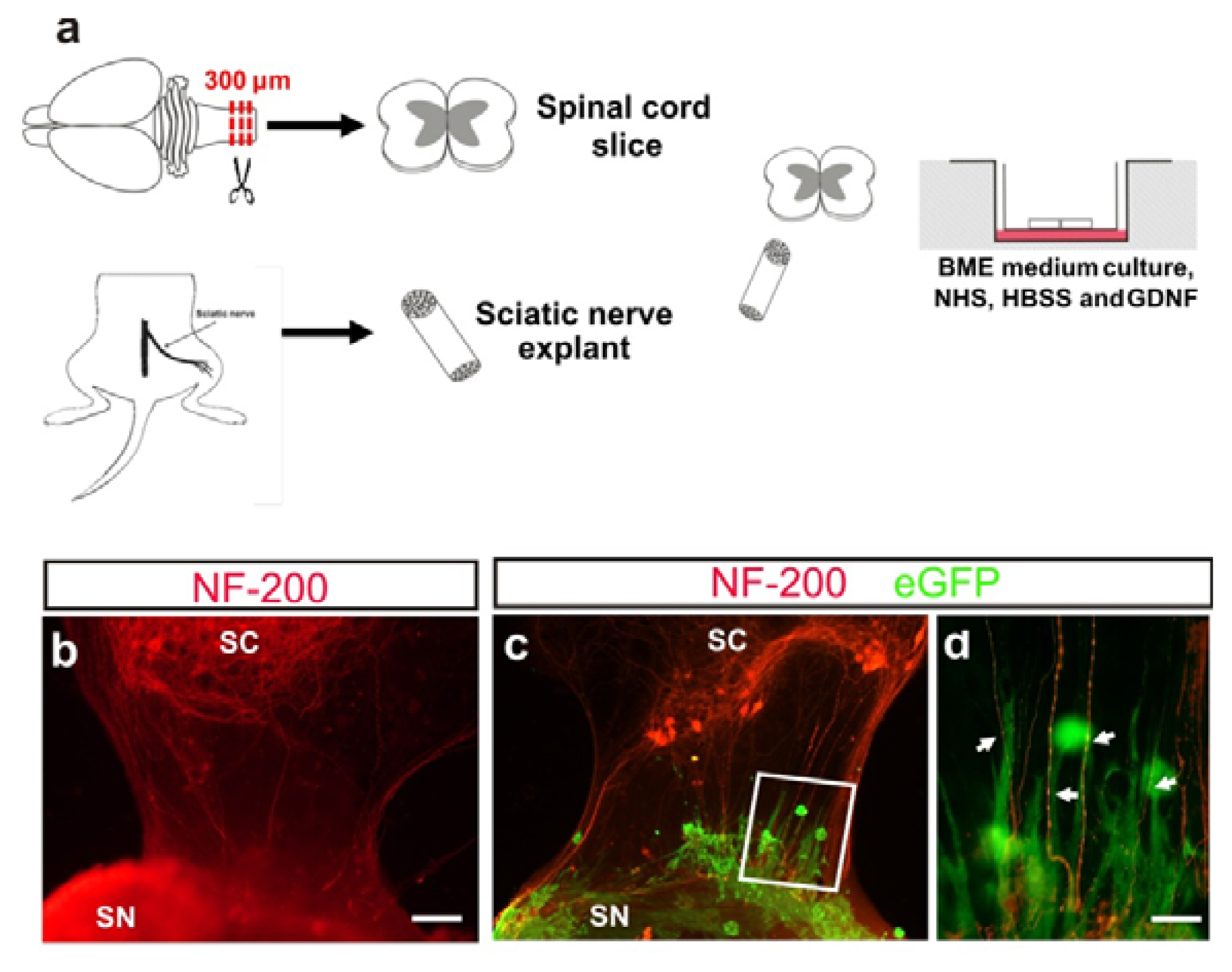 Ijms 14 10852f5 1024