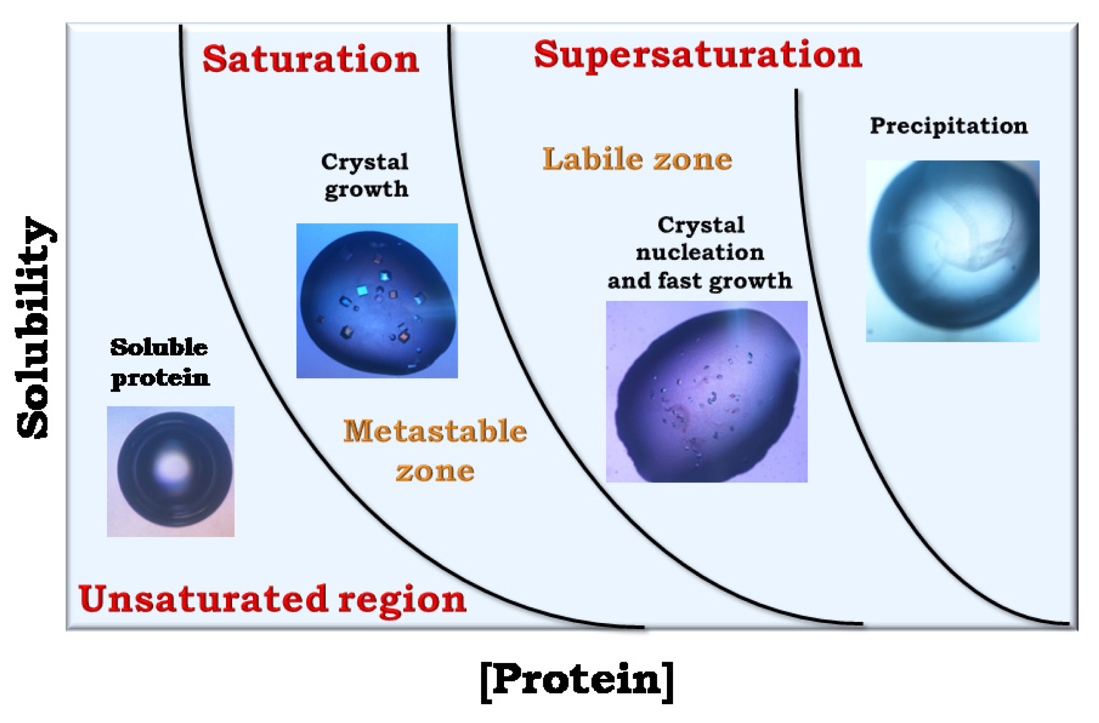 IJMS | Free Full-Text | An Overview of Biological Macromolecule Crystallization | HTML