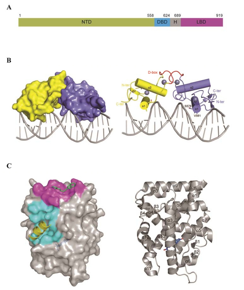 Targeting Alternative Sites on the Androgen Receptor to Targeting Alternative Sites on the Androgen Receptor to