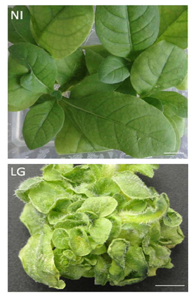 Ijms 14 12533f1 1024