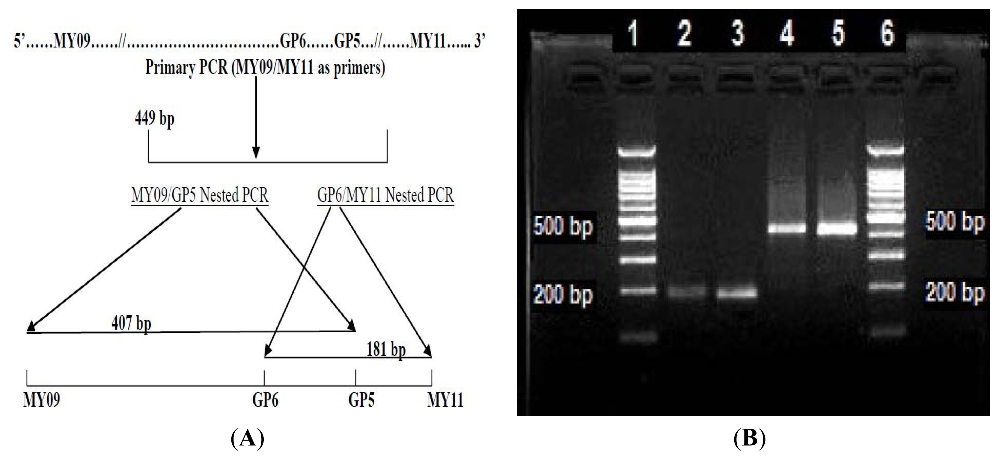IJMS Free FullText A Novel Low Temperature PCR Assured High