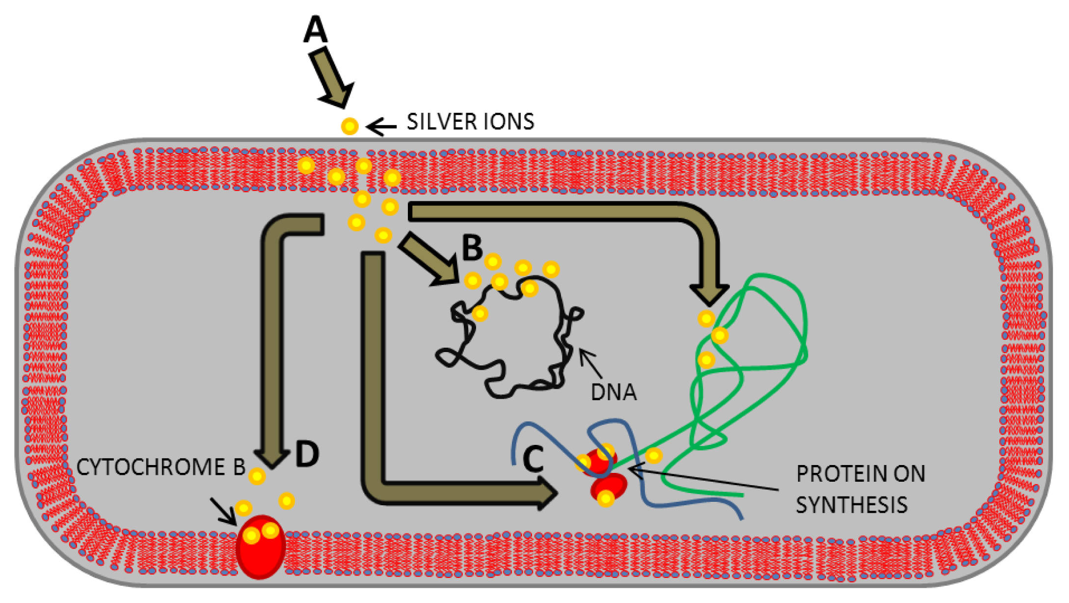 Ijms 14 13592f1 1024