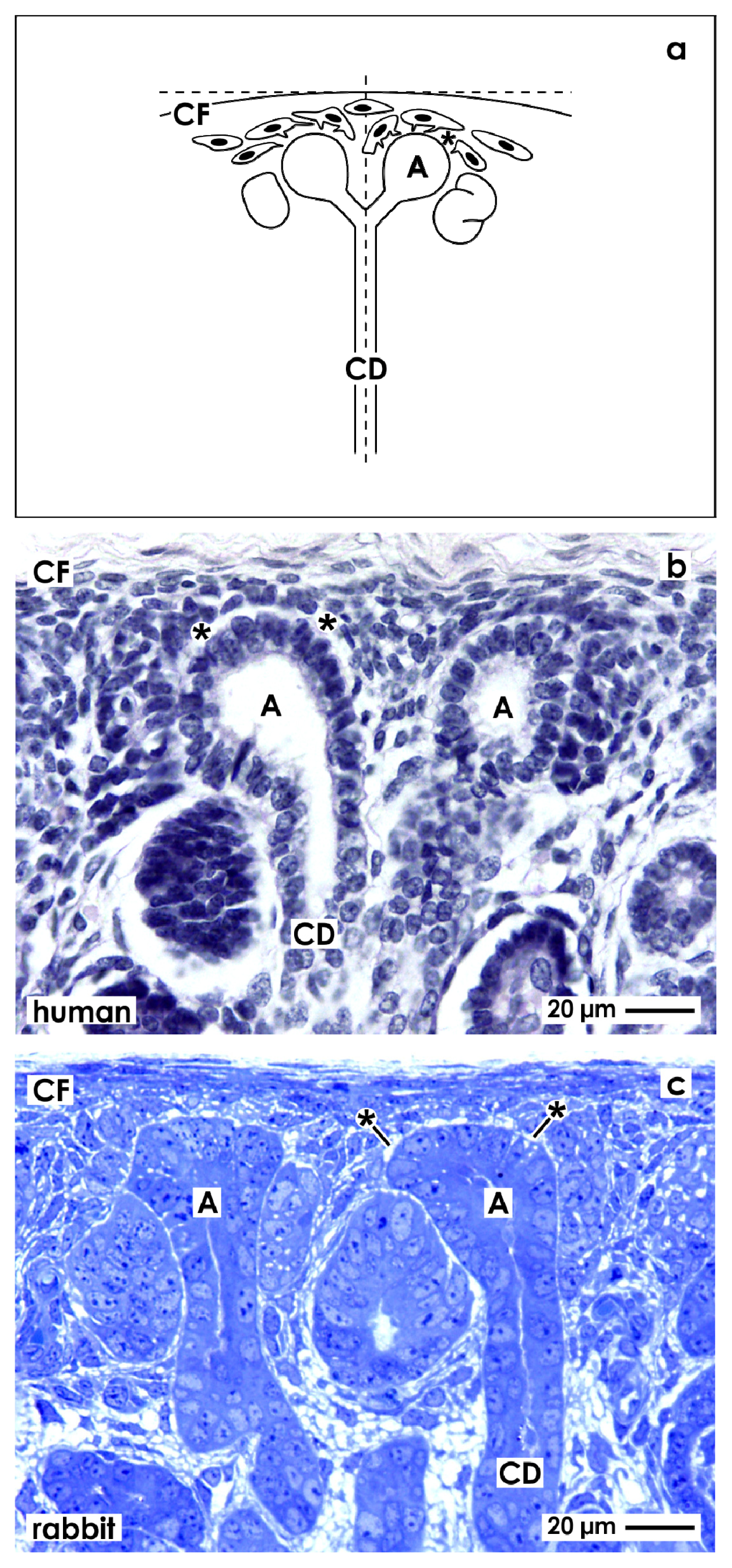 Ijms 14 13657f1 1024