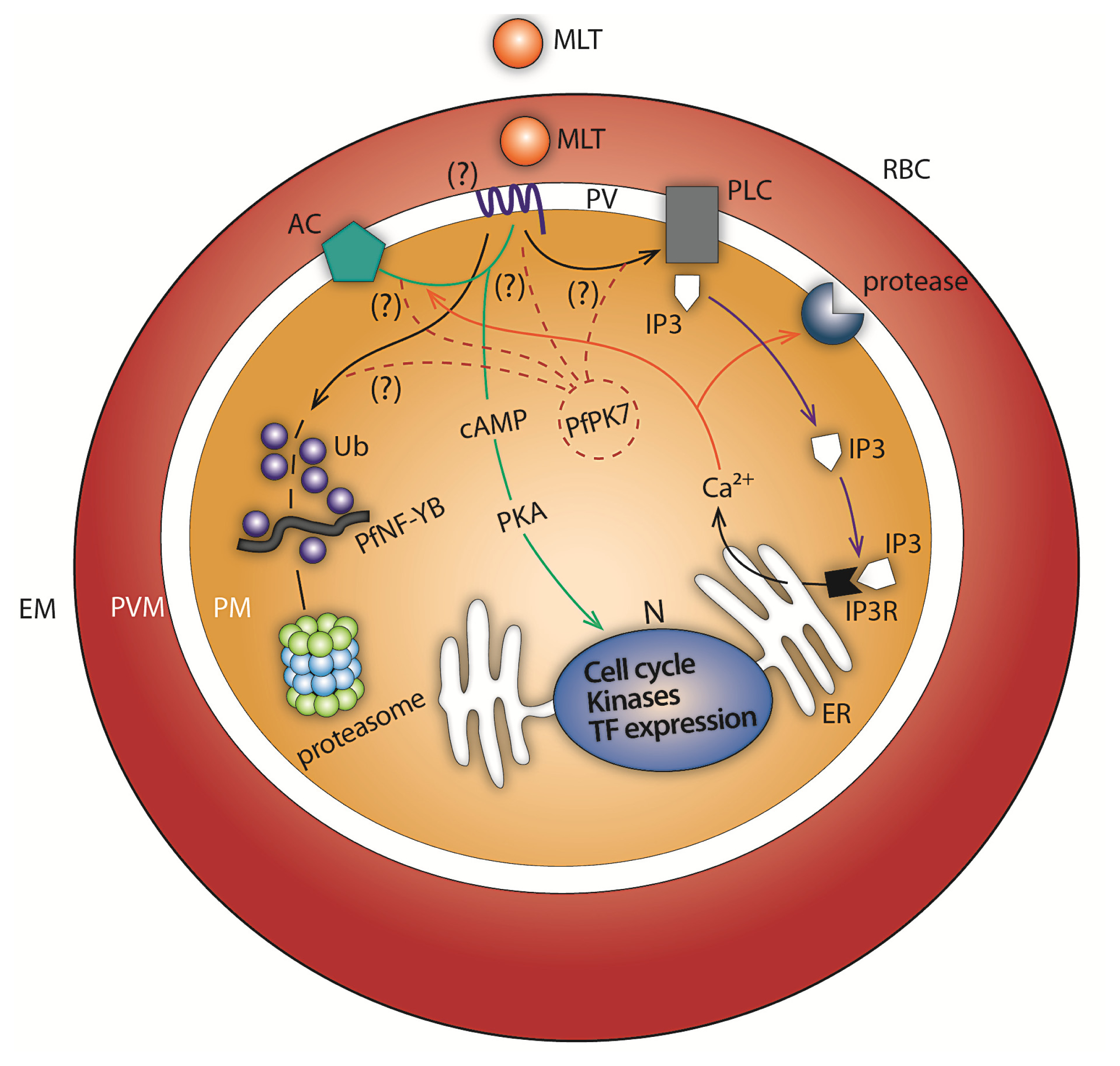 Ijms 14 13704f1 1024