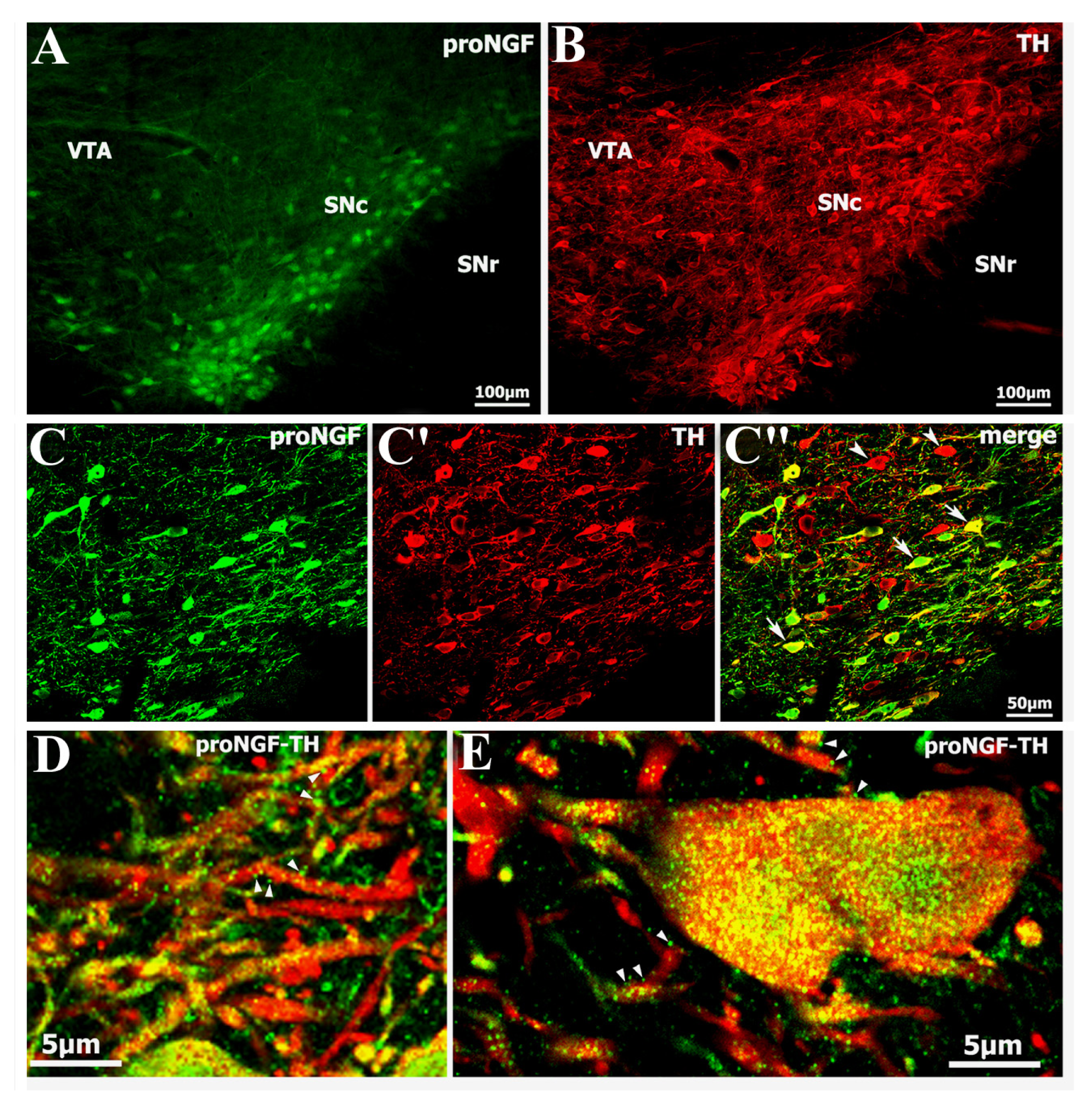 Ijms 14 14085f1 1024