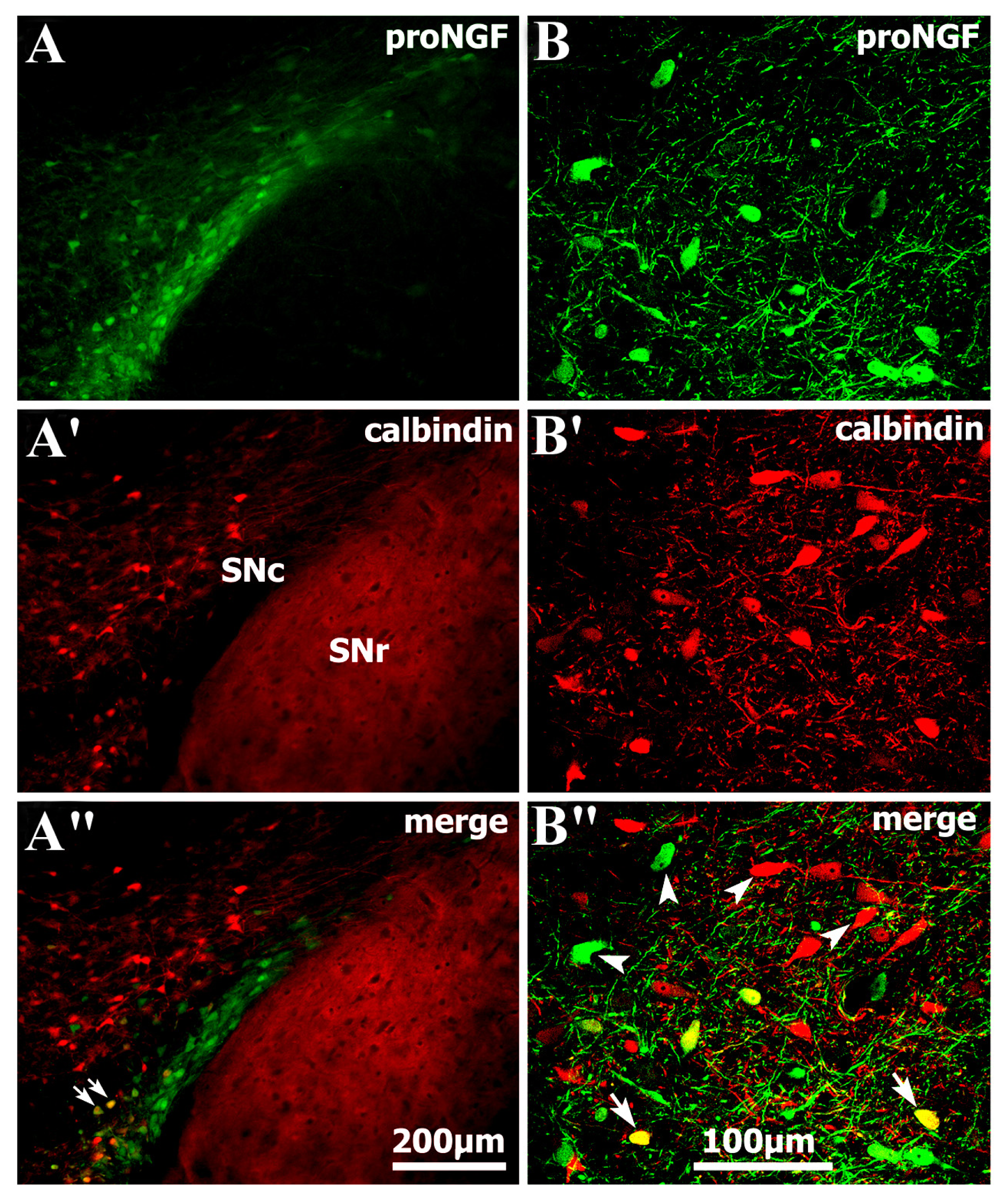Ijms 14 14085f3 1024