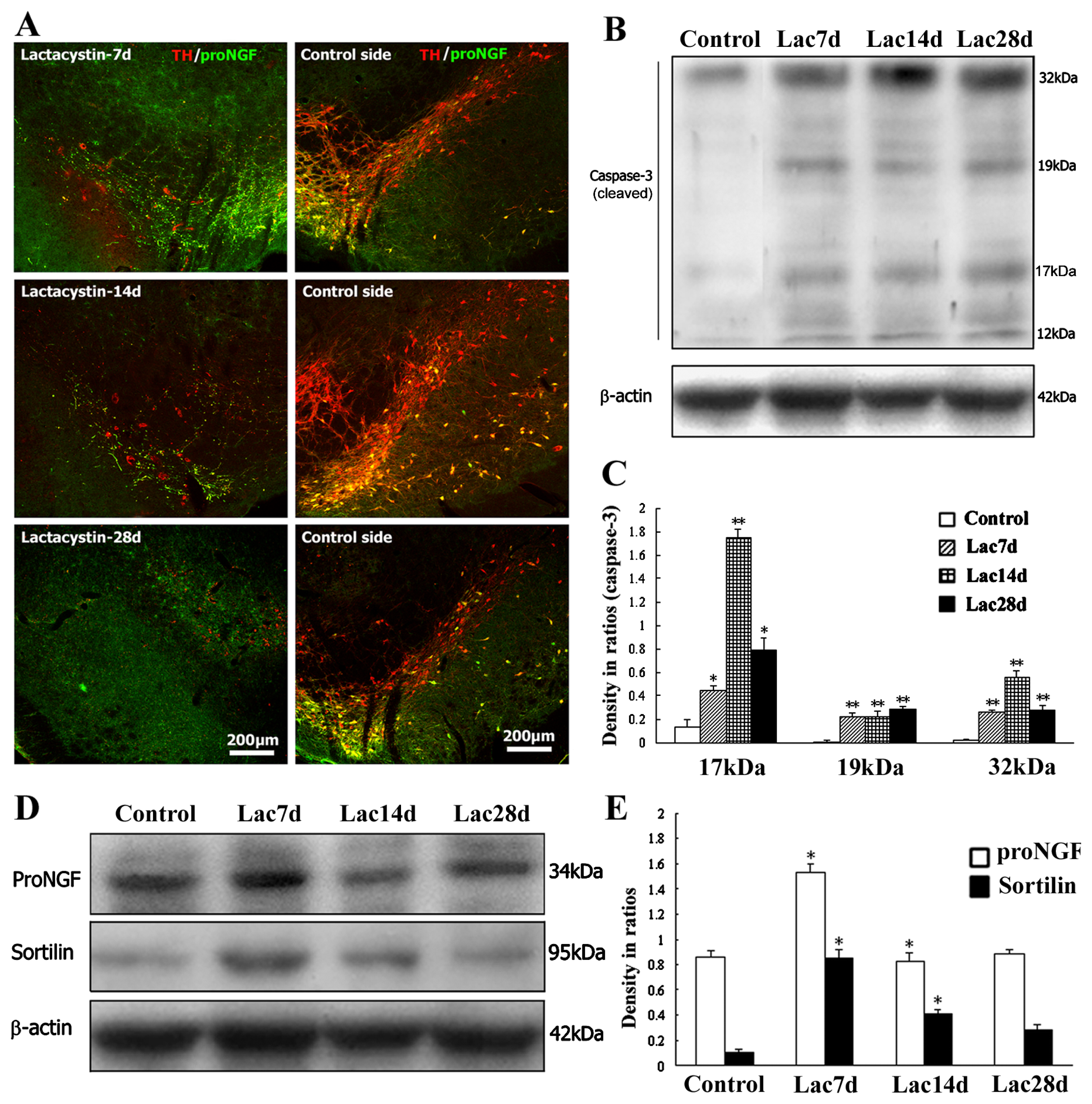 Ijms 14 14085f6 1024