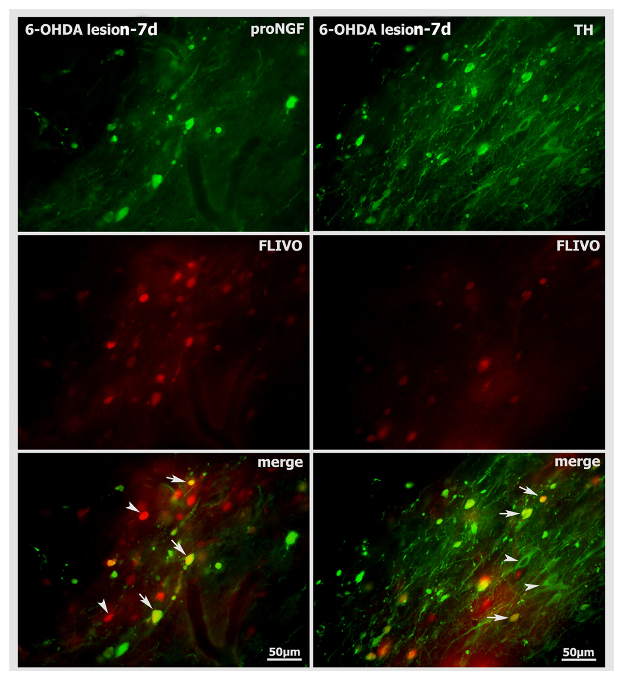 Ijms 14 14085f8 1024