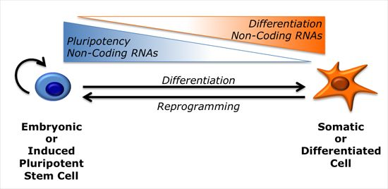 Ijms Free Full Text Regulatory Non Coding Rnas In Pluripotent