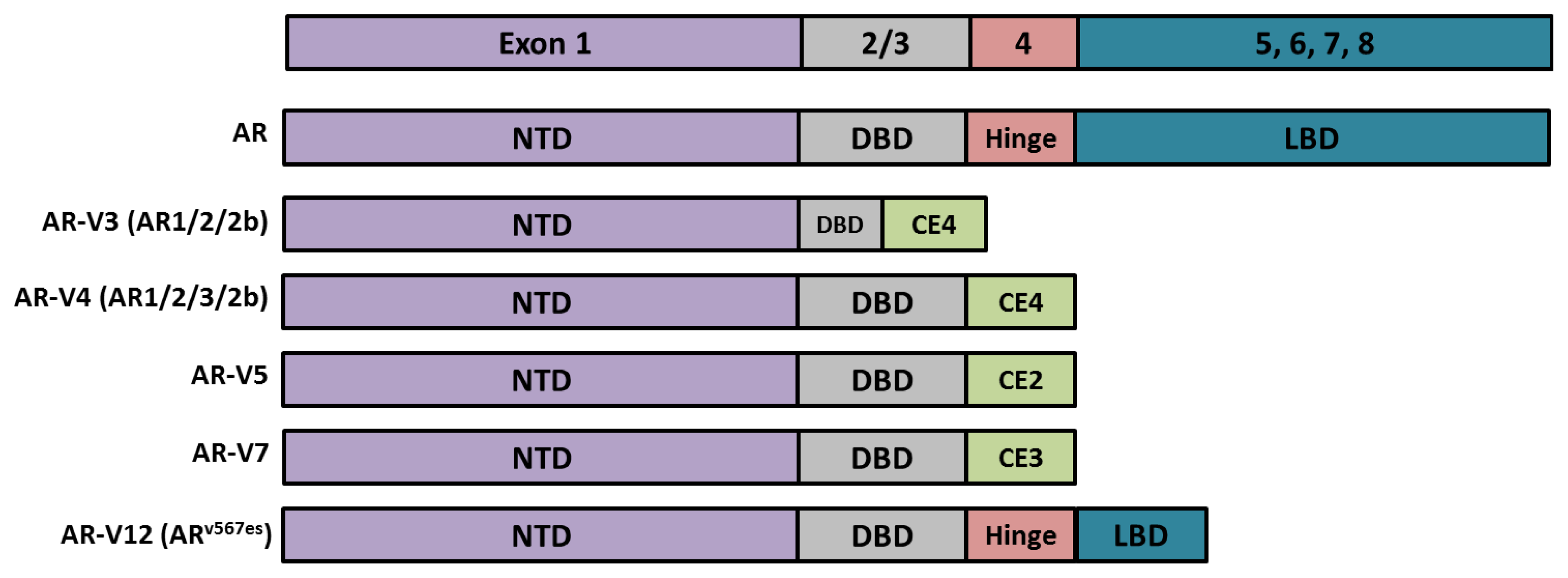 Posttranslational Modification of the Androgen Receptor in