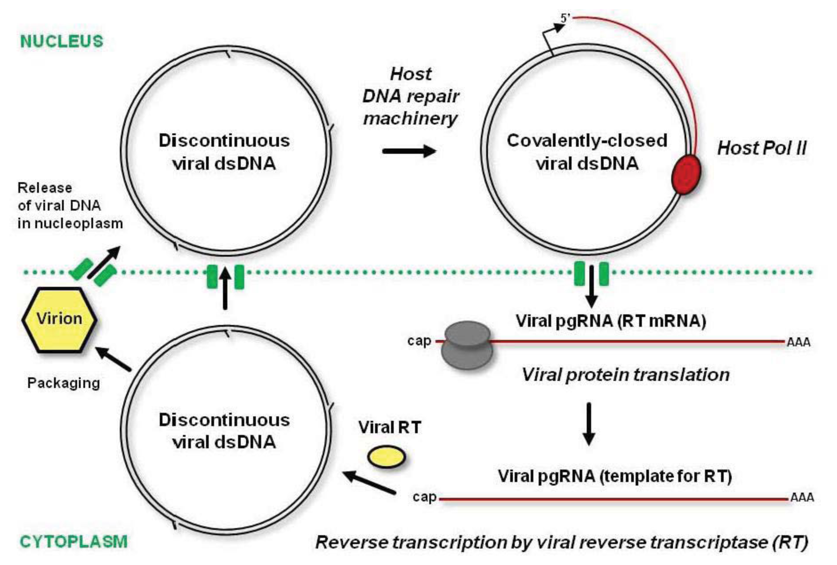 Ijms Free Full Text How Can Plant Dna Viruses Evade Sirna Directed Dna Methylation And Silencing Html
