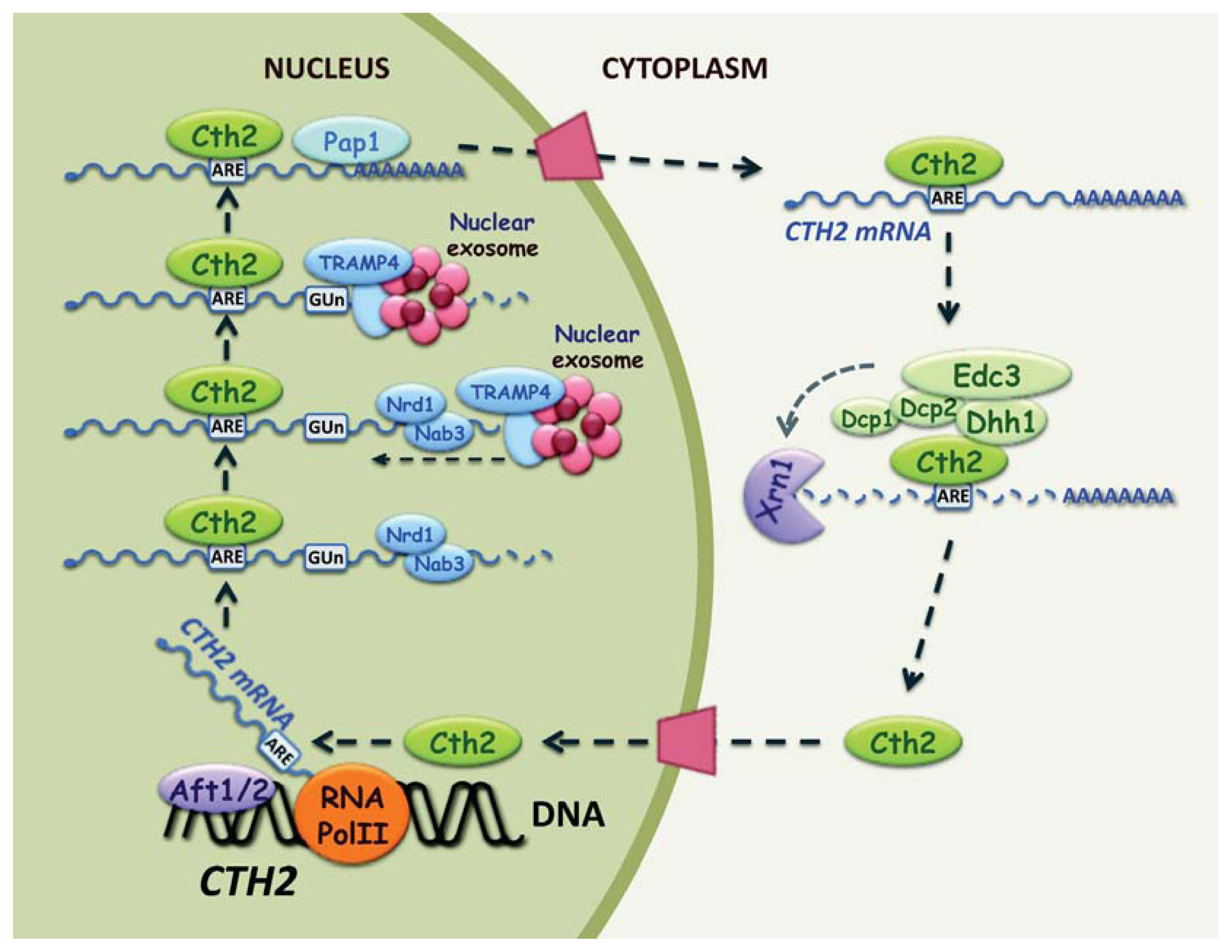 Ijms 14 15785f2 1024