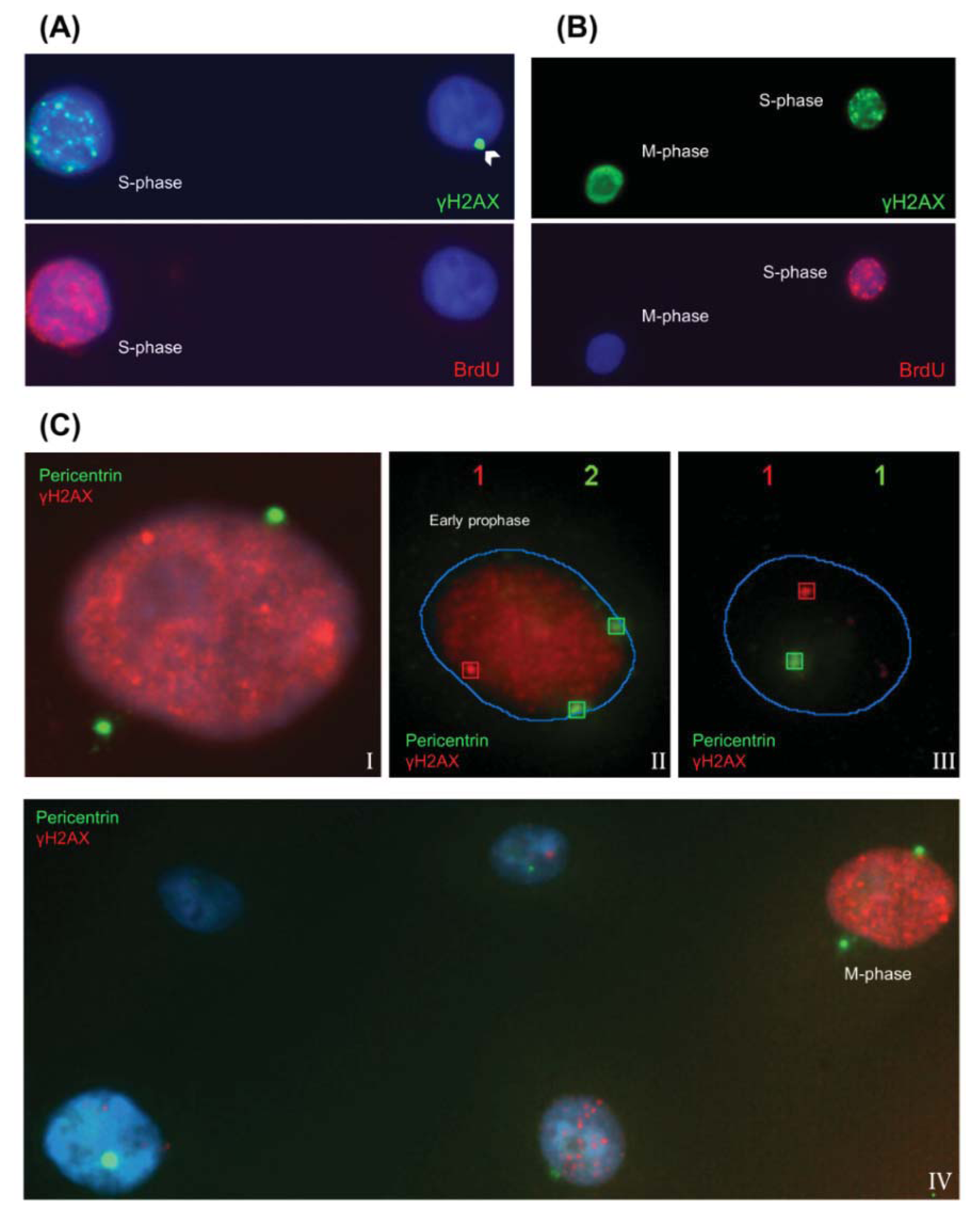 Highly Sensitive Automated Method for DNA Damage Assessment Highly Sensitive Automated Method for DNA Damage Assessment