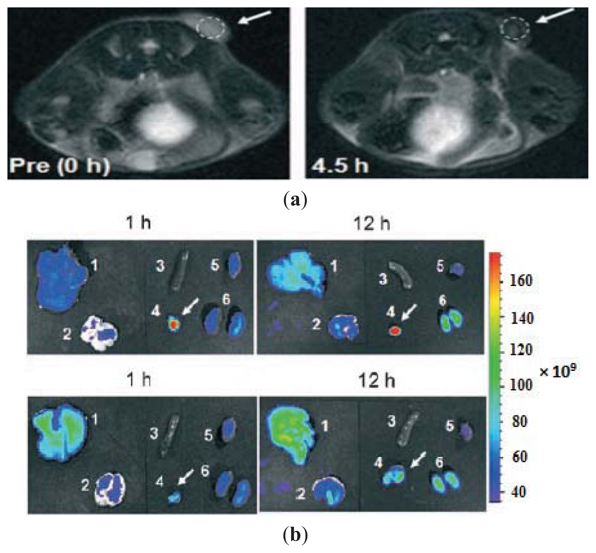 Ijms 14 15910f7 1024