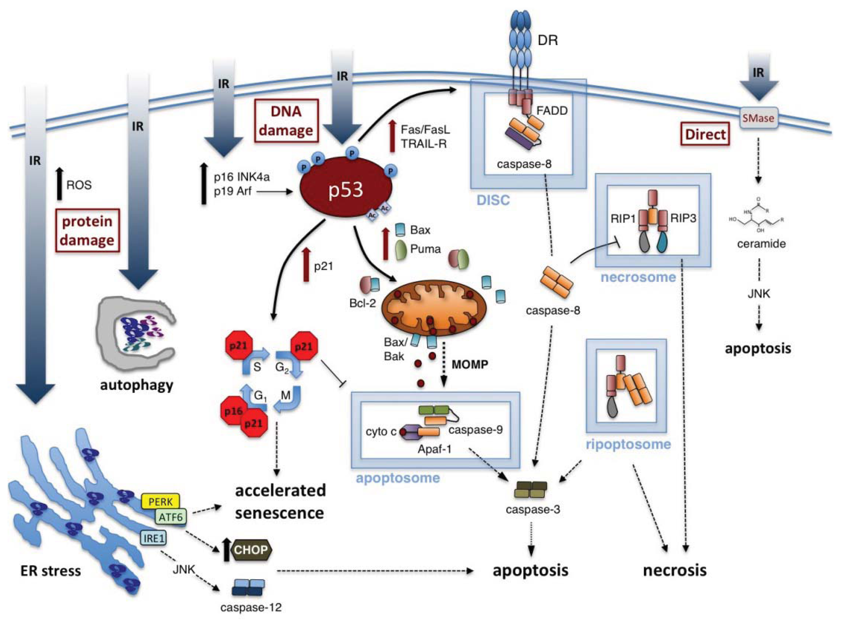 Ijms 14 15931f1 1024