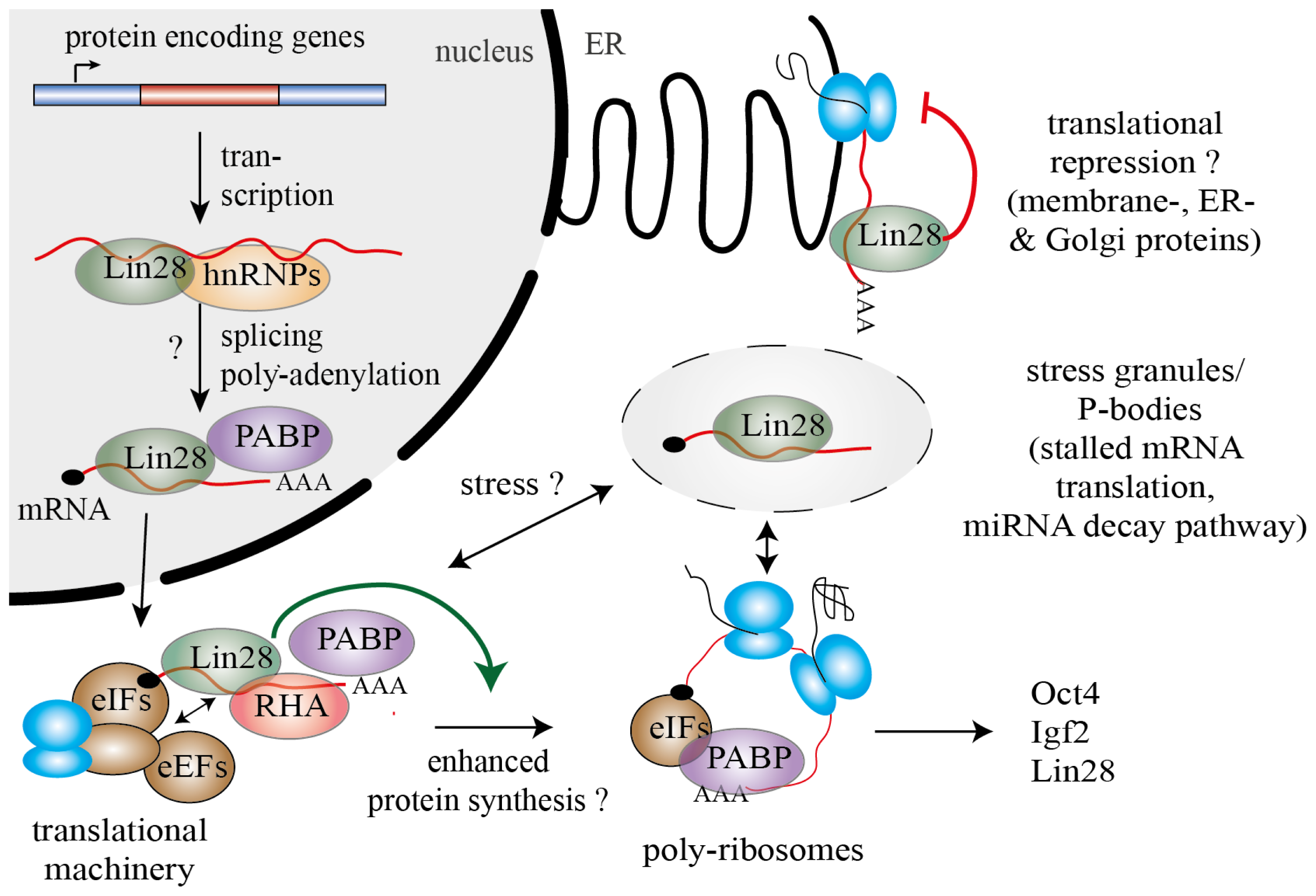 Ijms 14 16532f3 1024