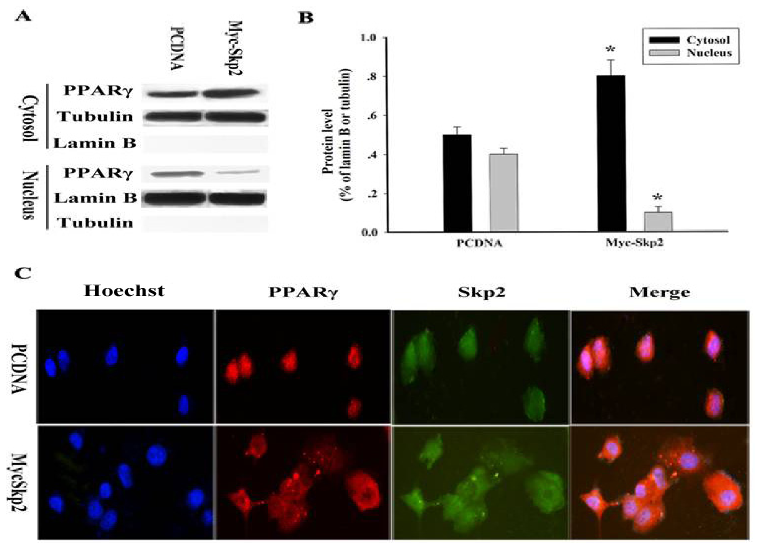 Ijms 14 16554f3 1024