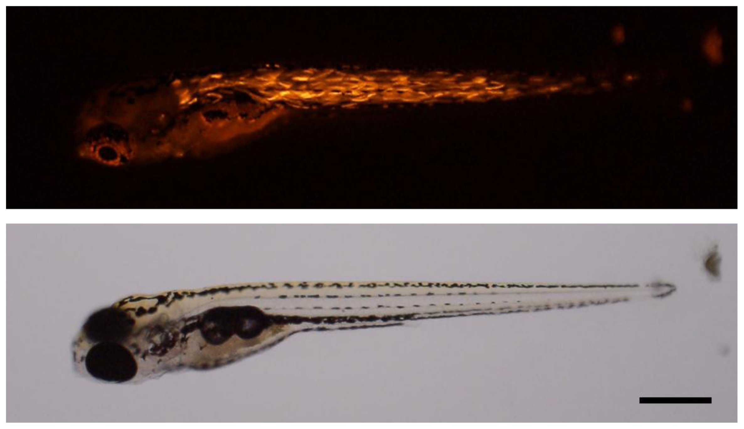 Ijms 14 16672f6 1024