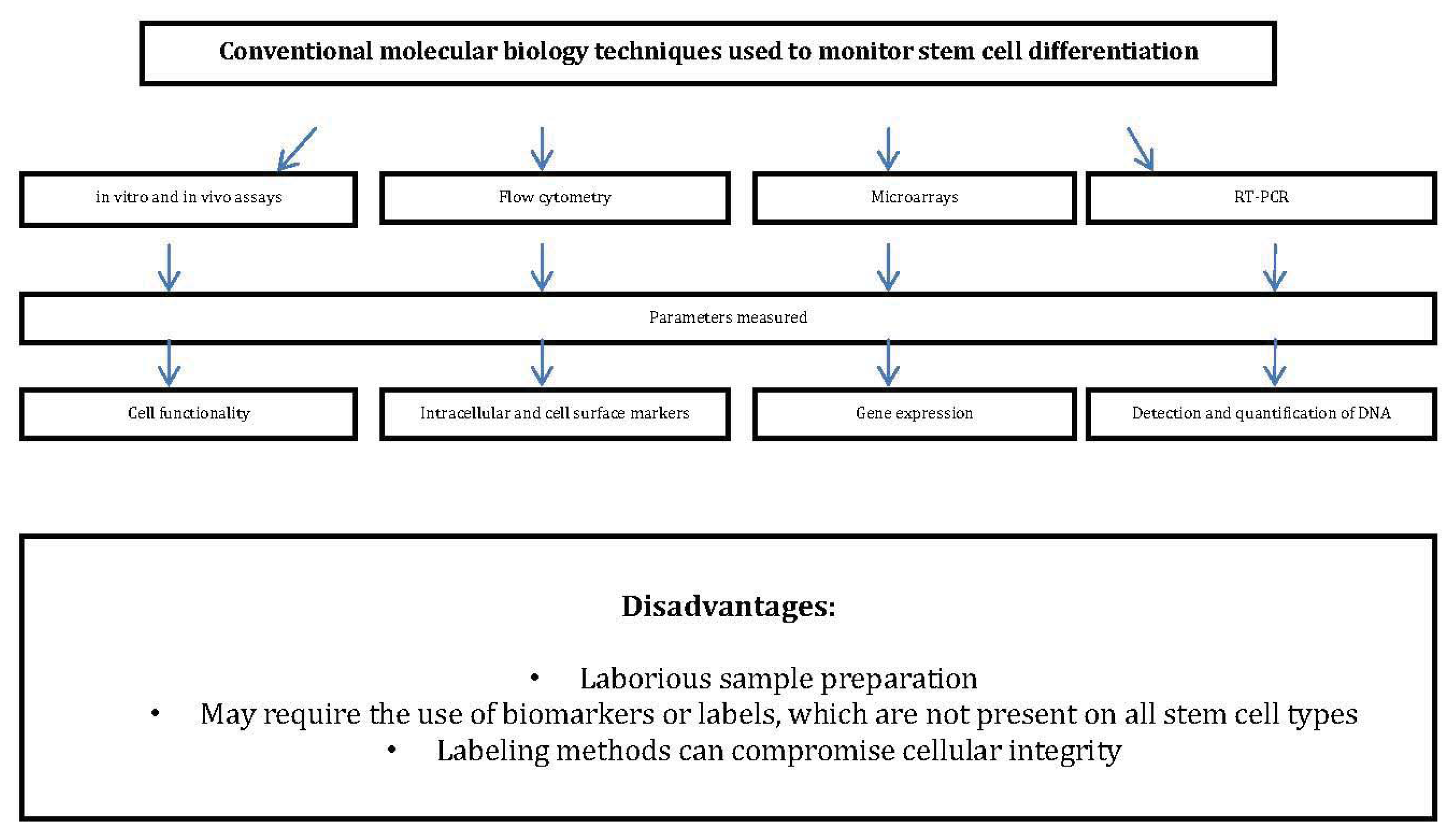 Cell Differentiation Flow Chart