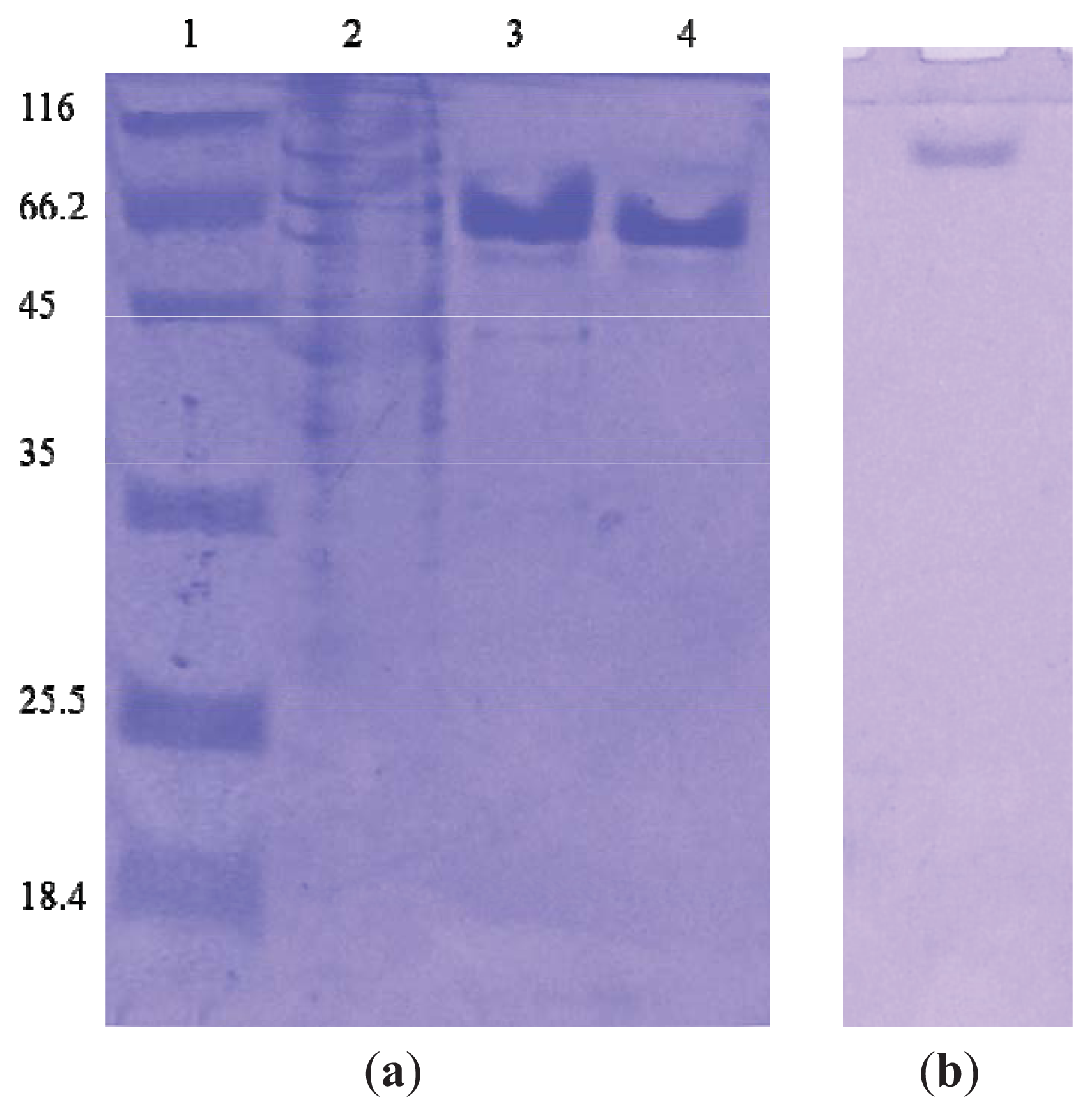 Ijms 14 17608f1 1024