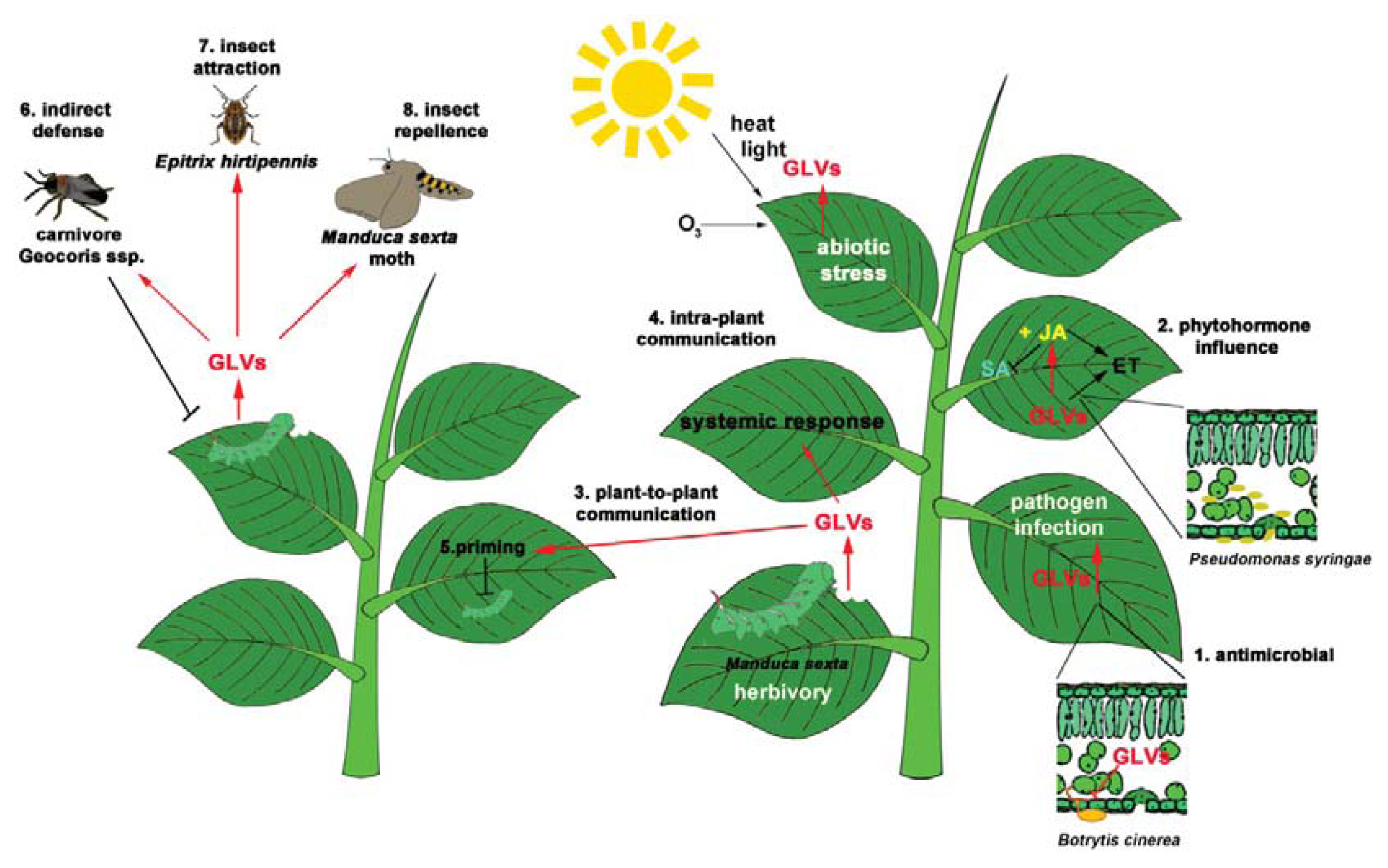 Plant в прошедшем. Plant communication. Стресс растений. Температурный стресс у растений. Green Leaf volatiles.