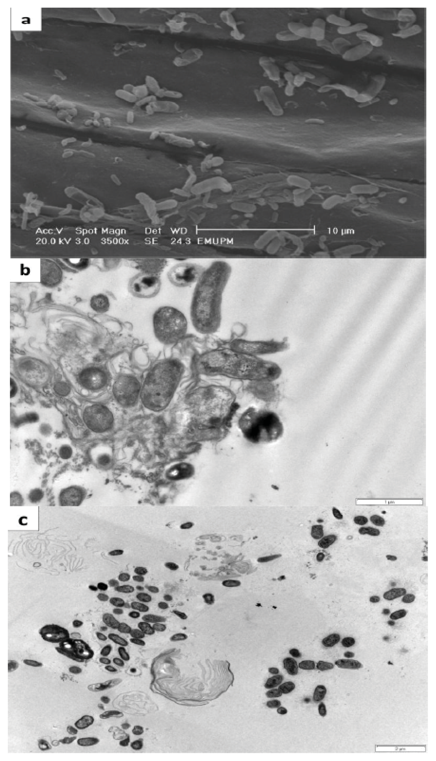 Ijms 14 17812f5 1024