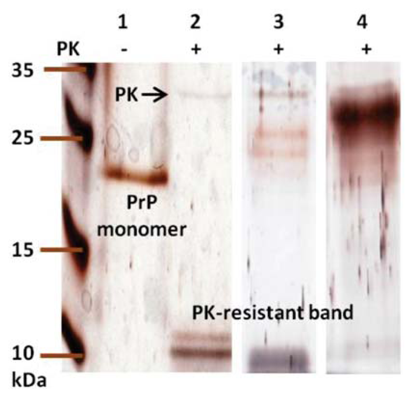 Ijms 14 17943f6 1024