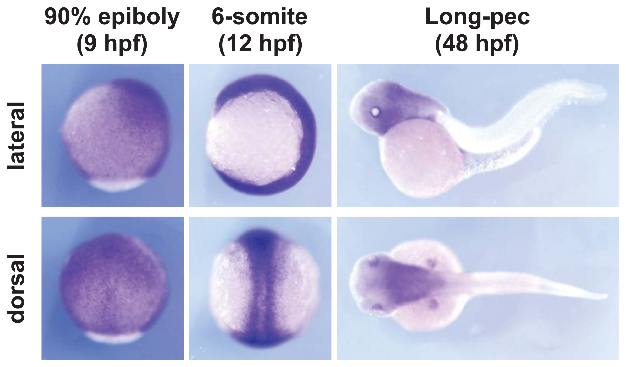 Ijms 14 18009f6 1024