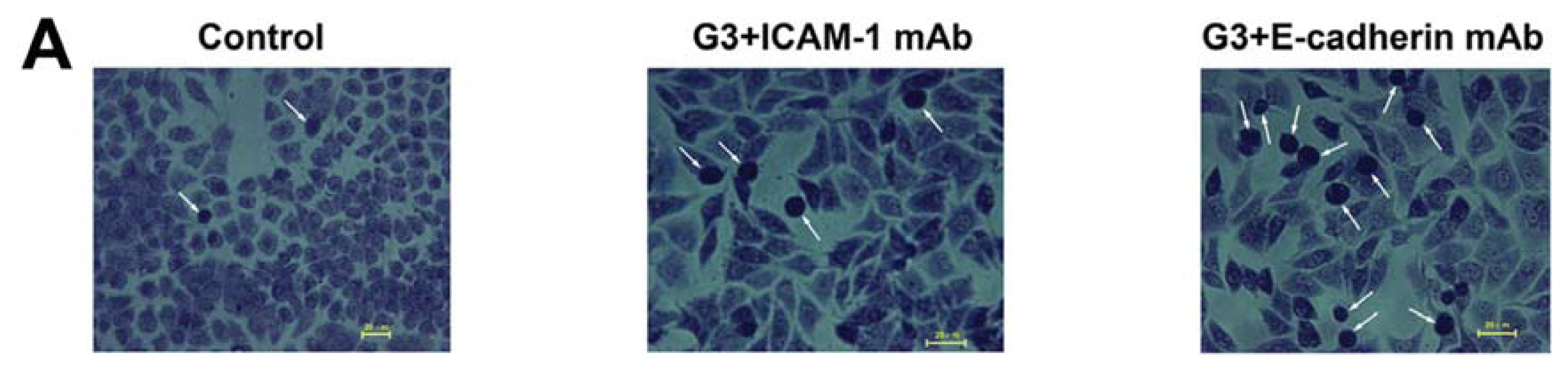 Ijms 14 18024f2a 1024