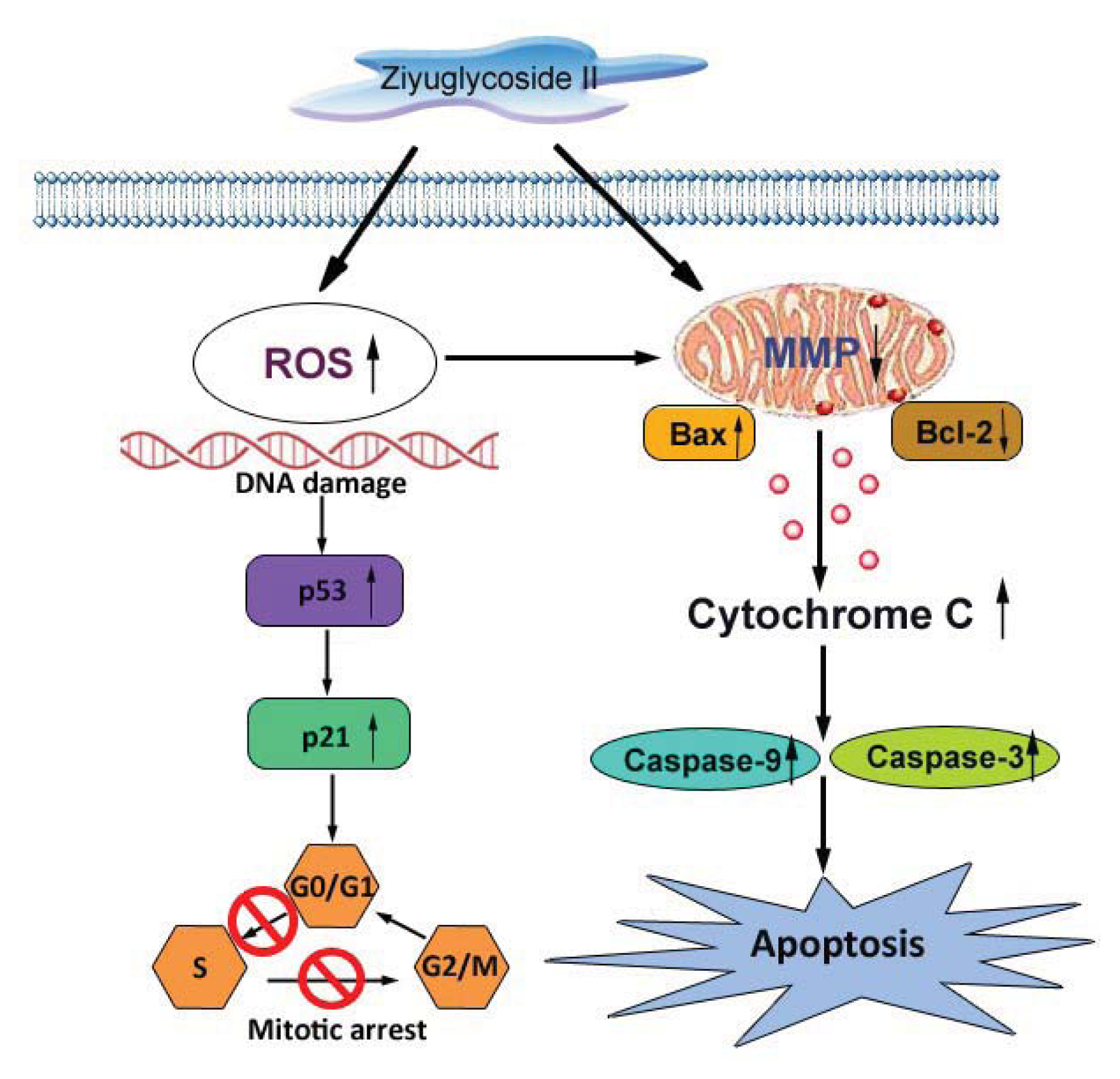 Ijms 14 18041f8 1024