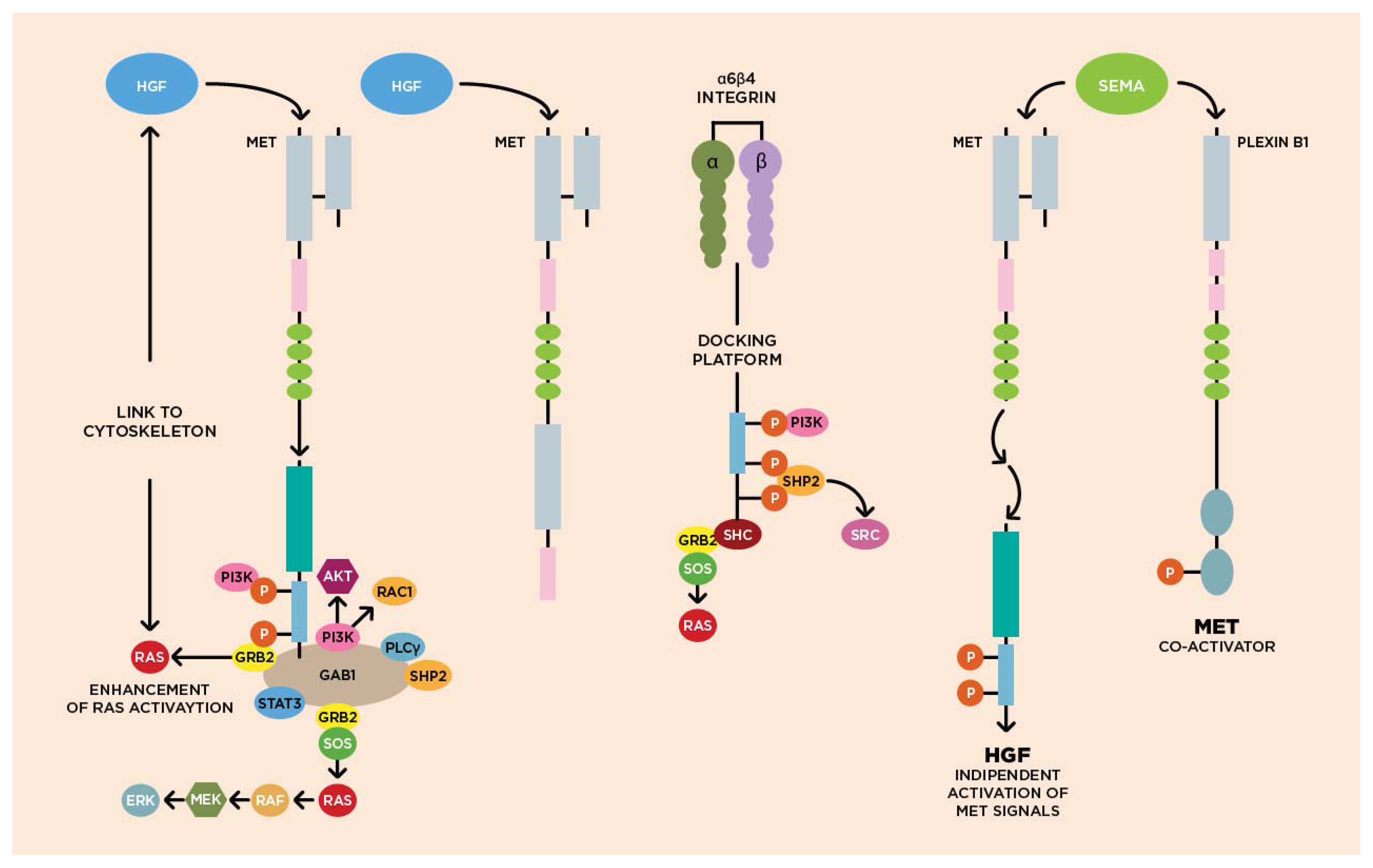 Ijms 14 18056f1 1024