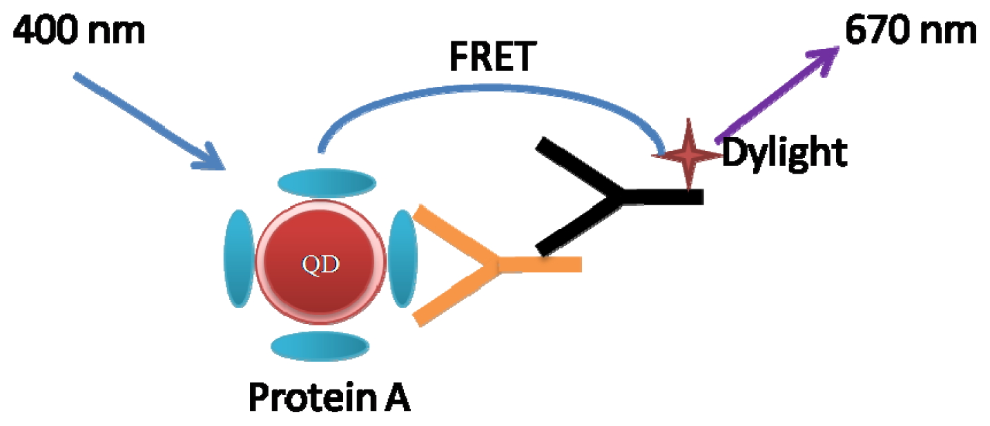 Ijms 14 19146f5 1024