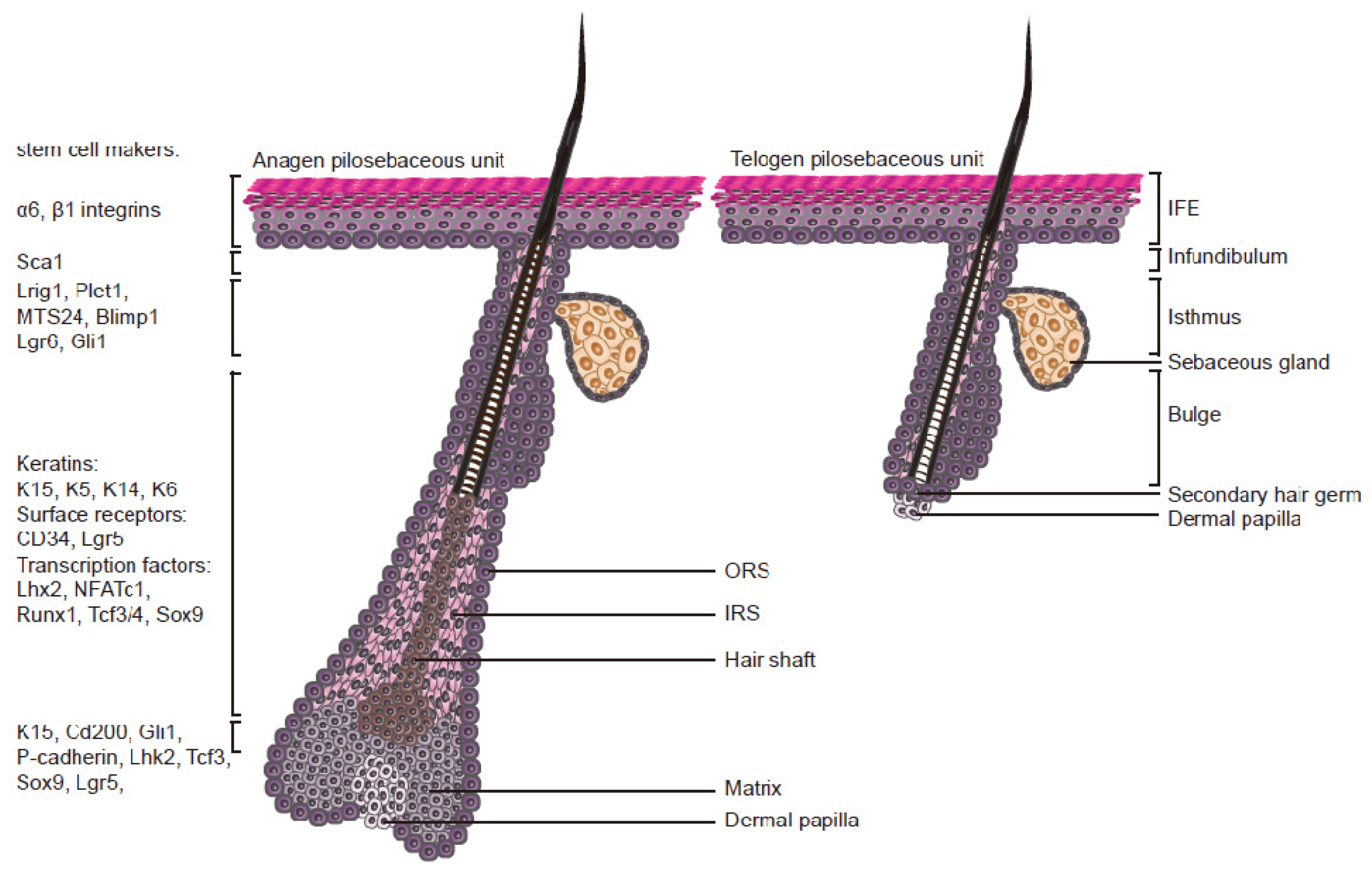 IJMS | Free Full-Text | EGFR-Ras-Raf Signaling in Epidermal Stem Cells: Roles in Hair Follicle Development, Regeneration, Tissue Remodeling and Epidermal Cancers IJMS | Free Full-Text | EGFR-Ras-Raf Signaling in Epidermal Stem Cells: Roles in Hair Follicle Development, Regeneration, Tissue Remodeling and Epidermal Cancers