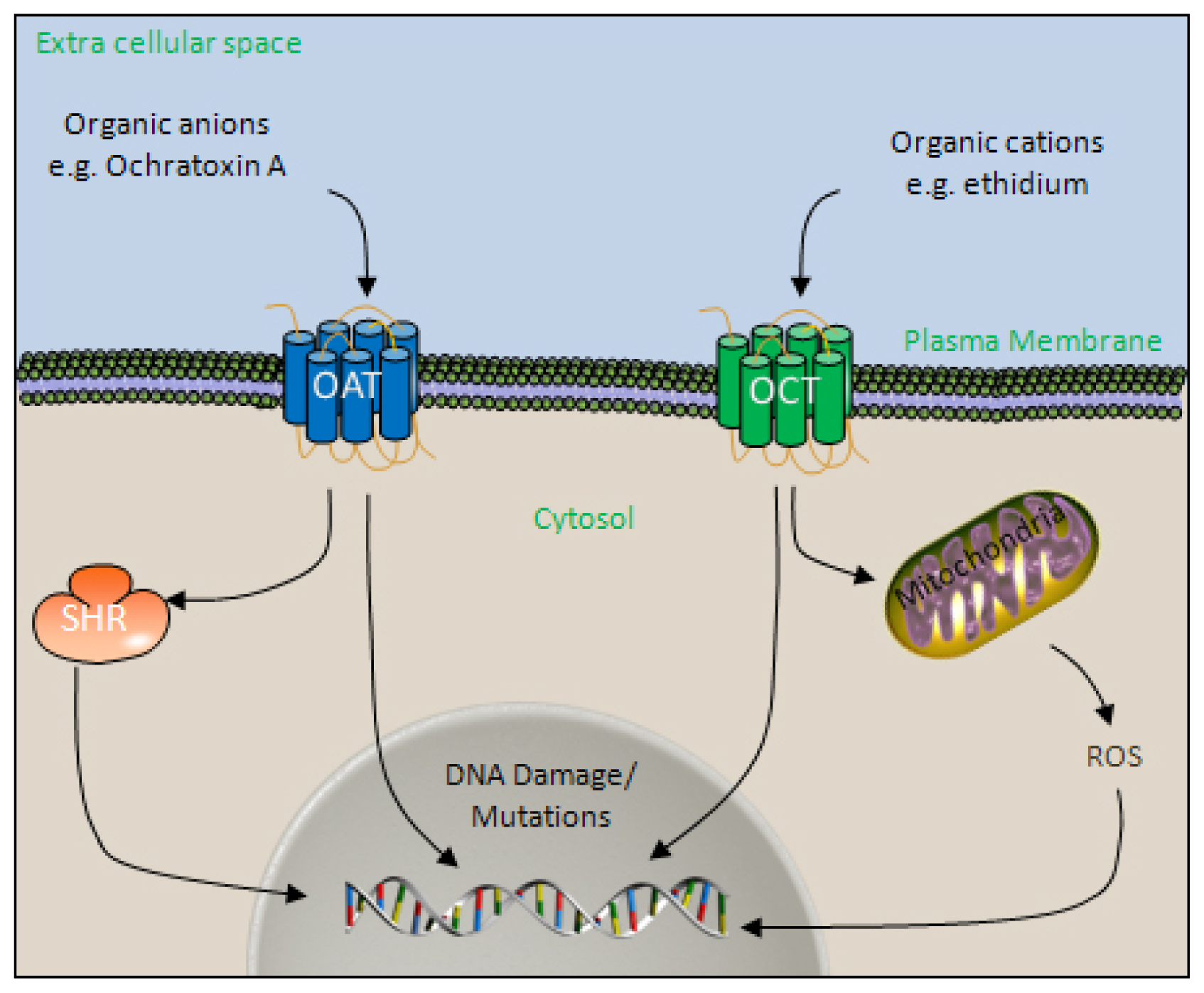 Ijms 14 19416f1 1024