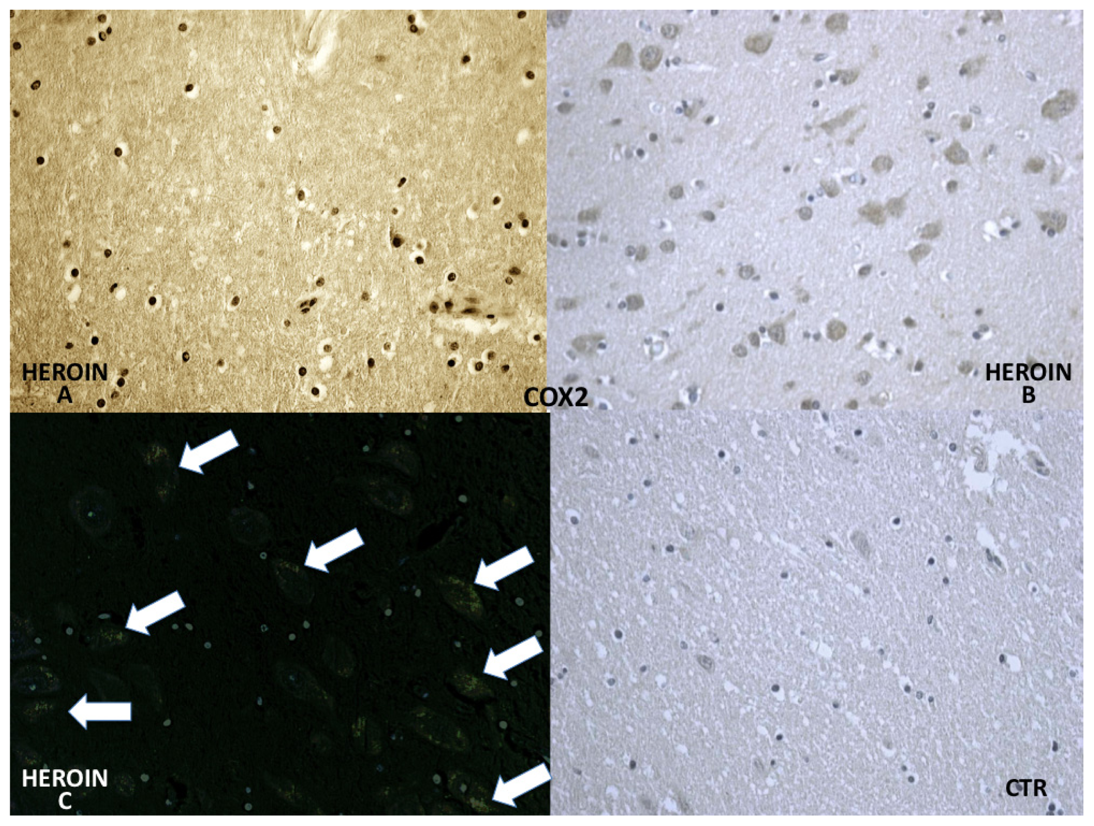 Ijms 14 19831f5 1024