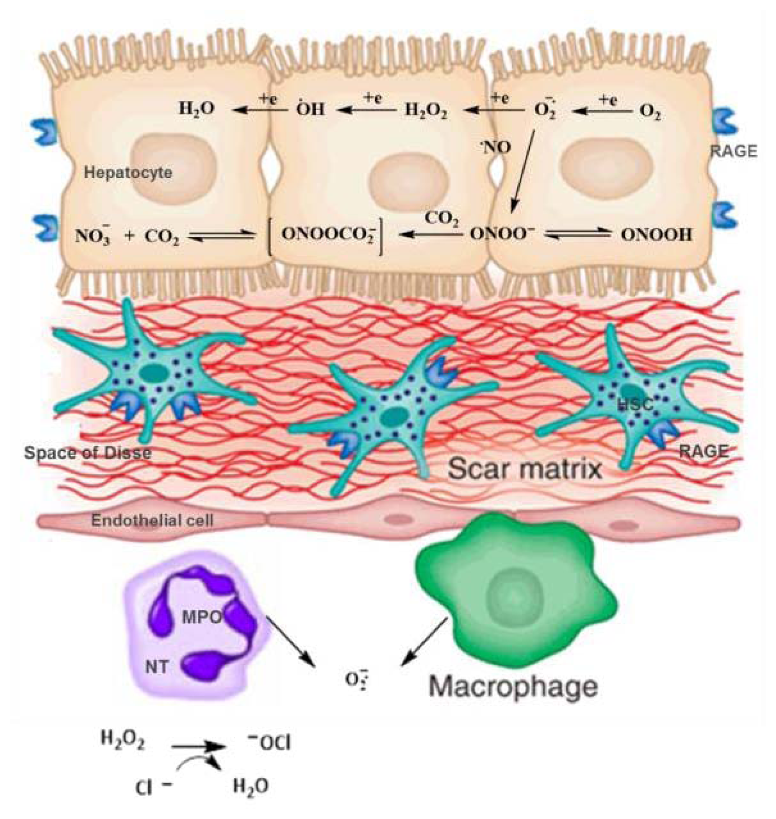 Ijms 14 19846f5 1024