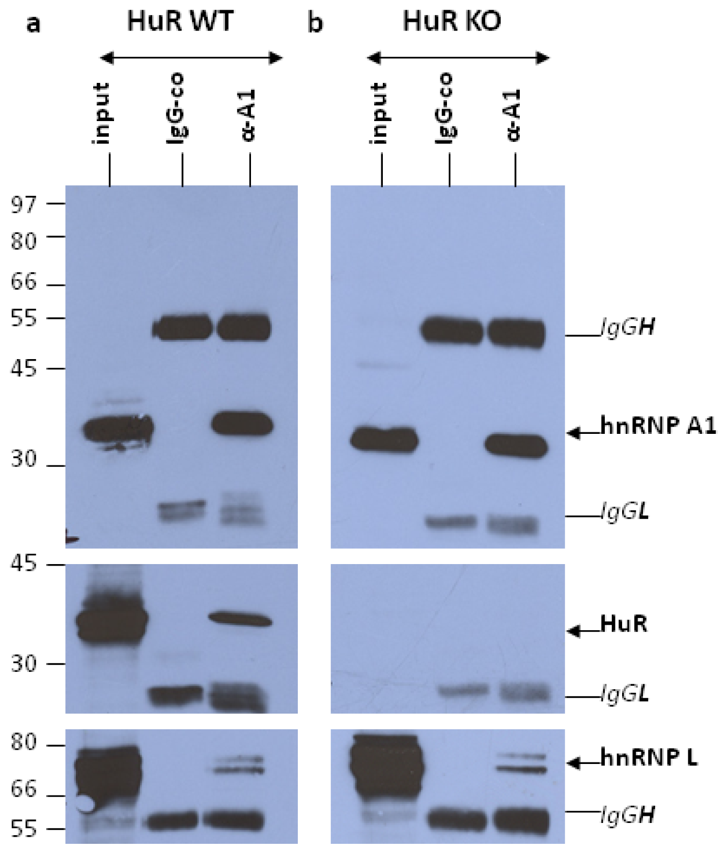 Ijms 14 20256f1 1024